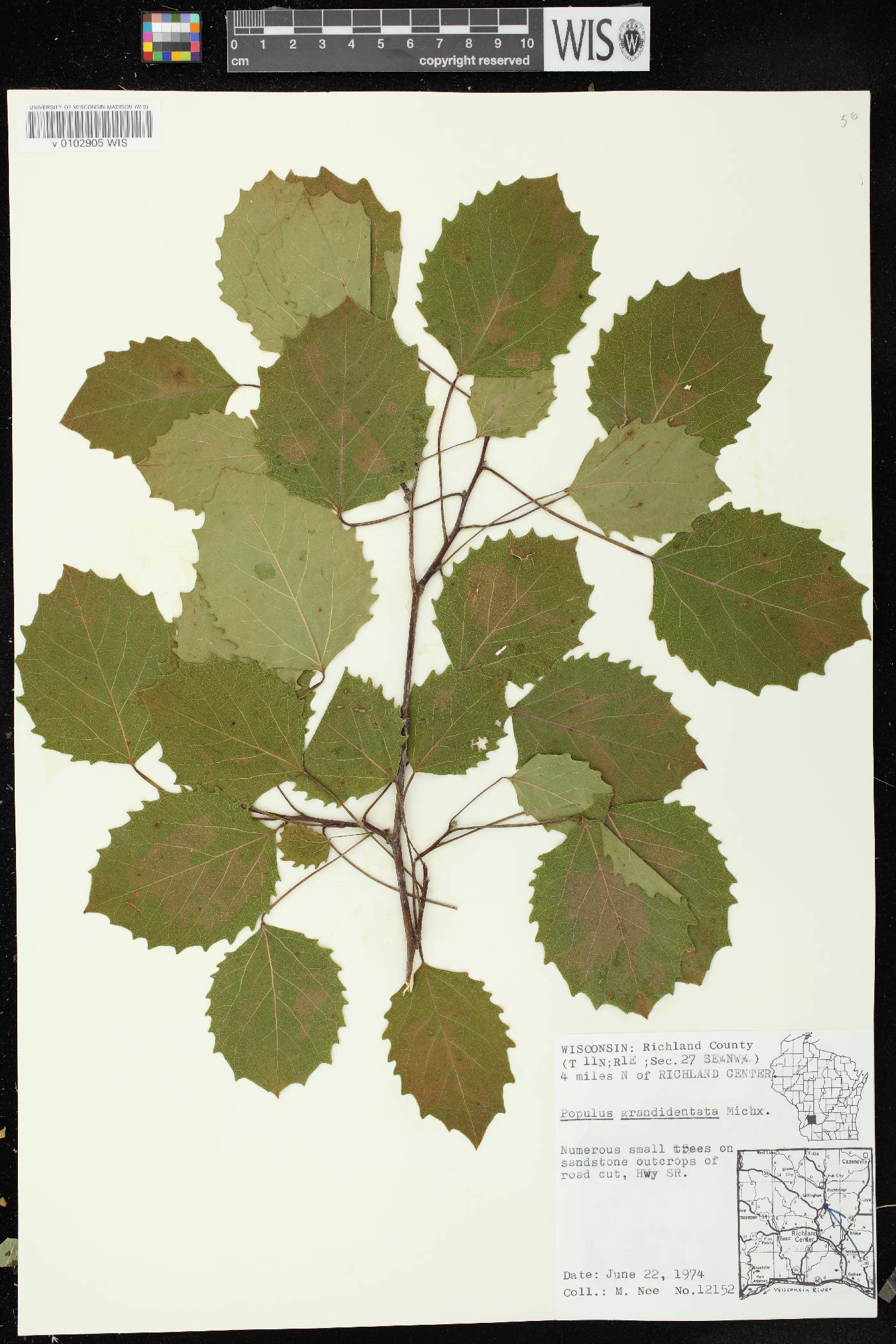 Populus grandidentata image
