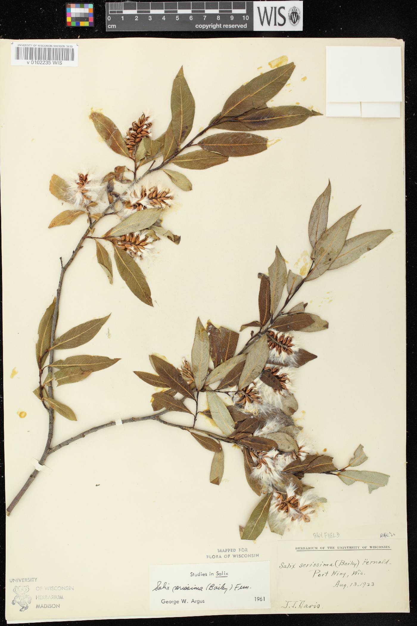 Salix serissima image
