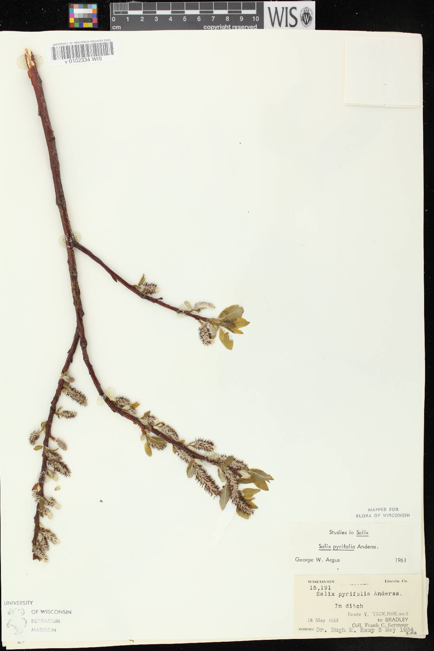 Salix pyrifolia image