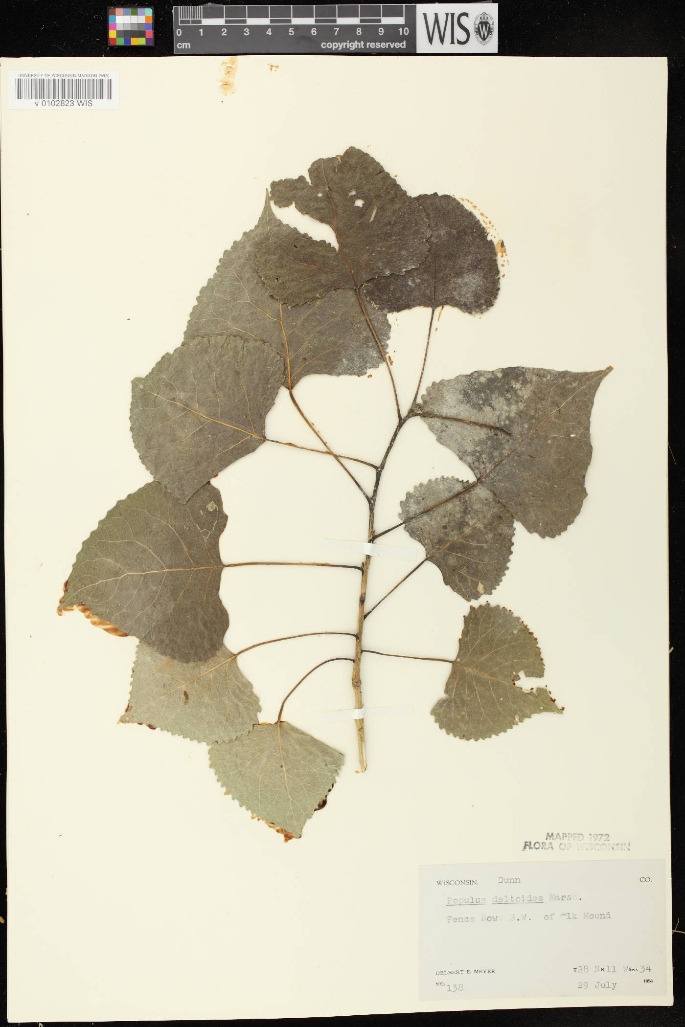 Populus deltoides image