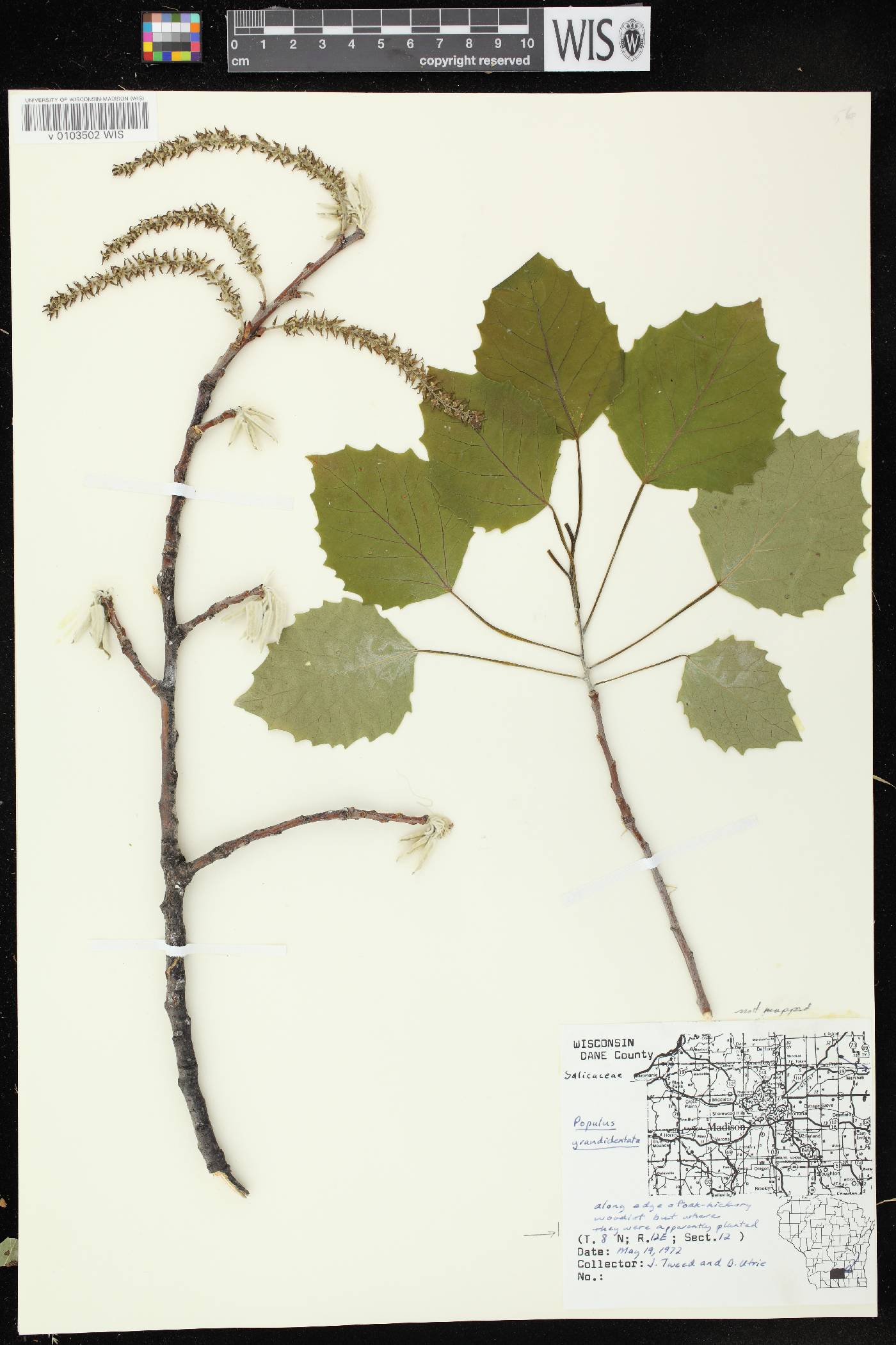 Populus grandidentata image