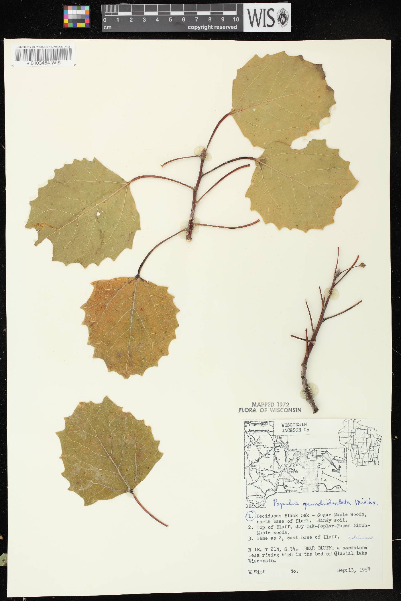 Populus grandidentata image