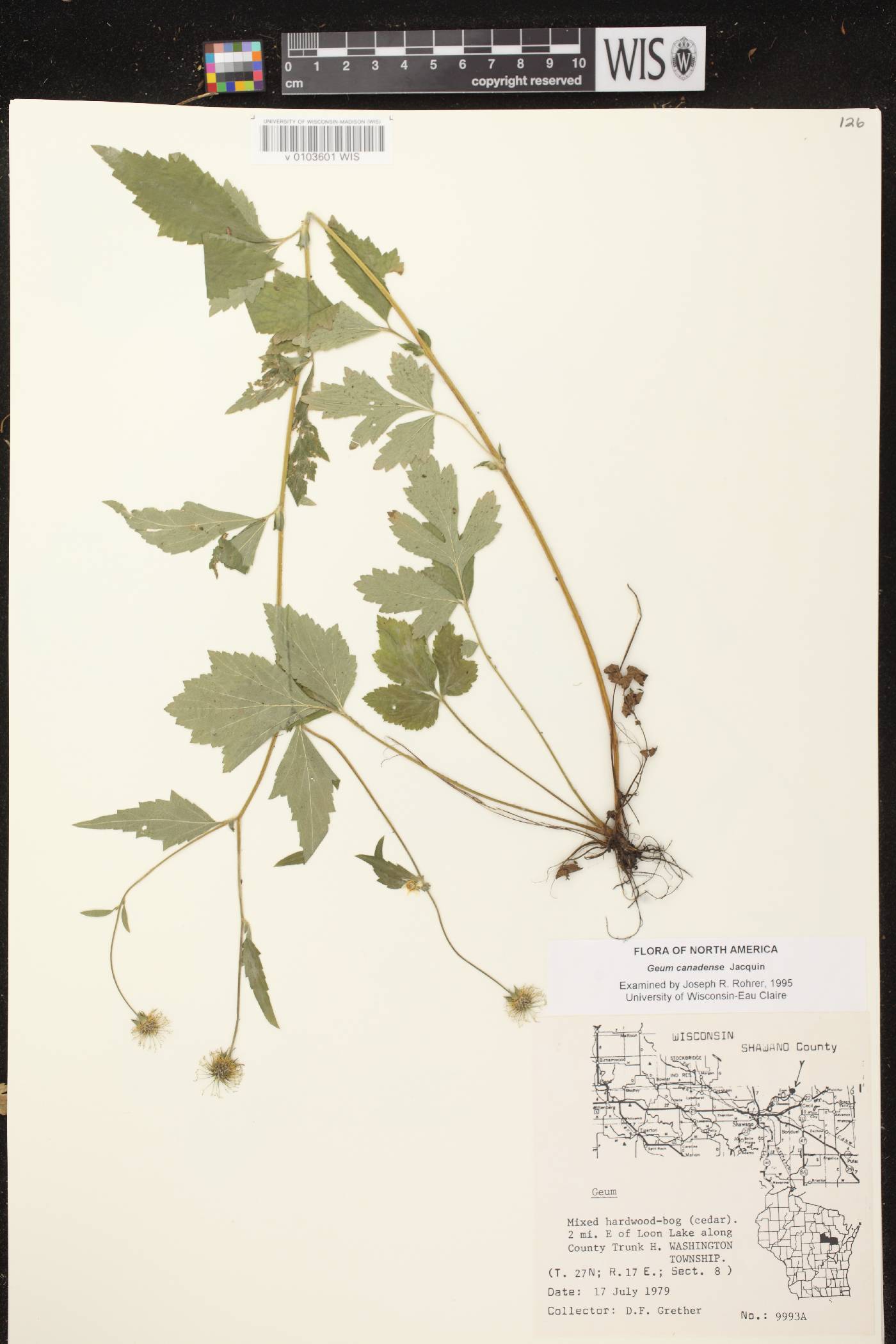 Geum canadense image