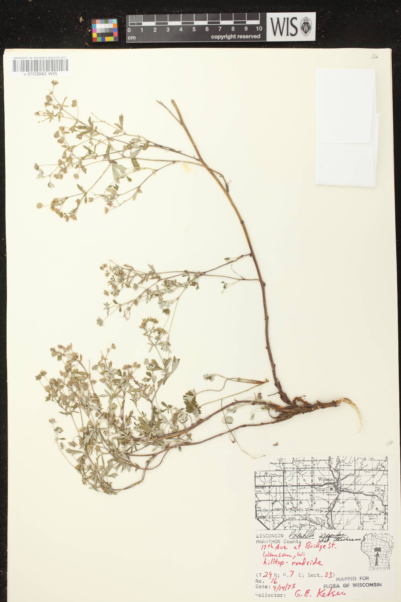 Potentilla argentea image