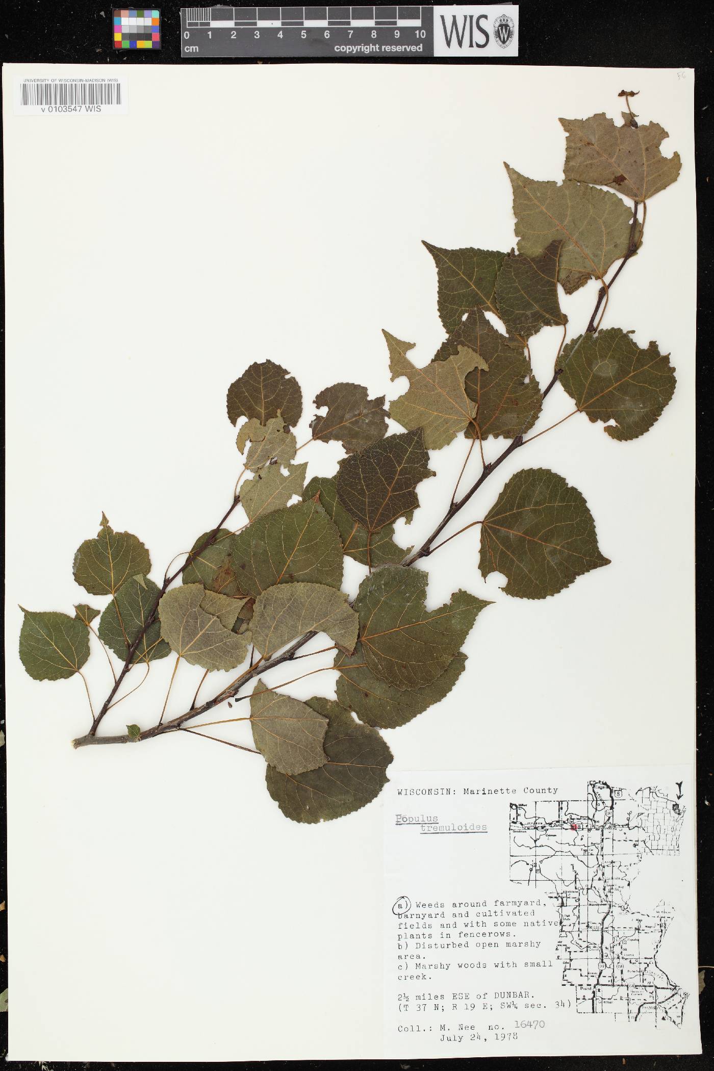 Populus tremuloides image