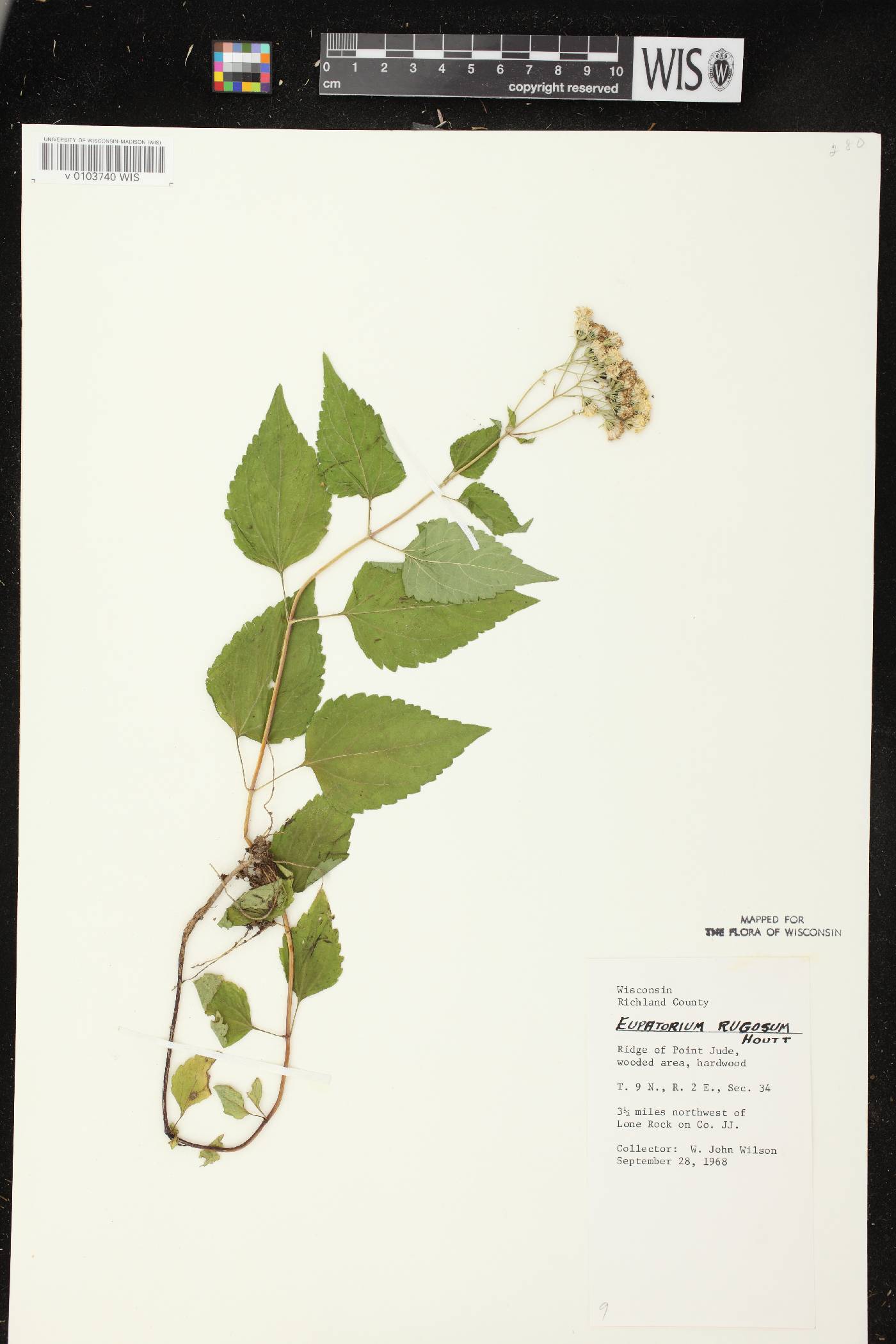 Ageratina altissima image