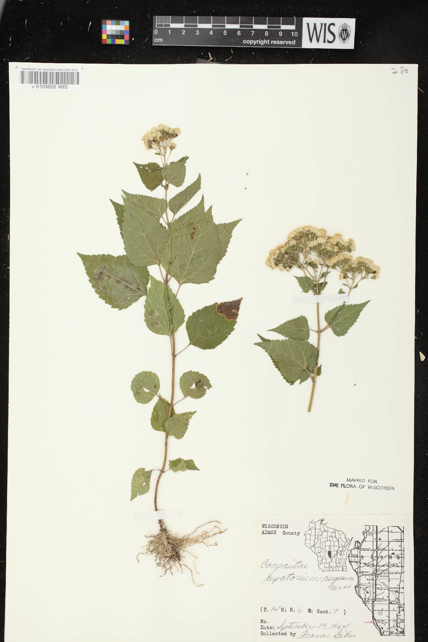 Ageratina altissima image