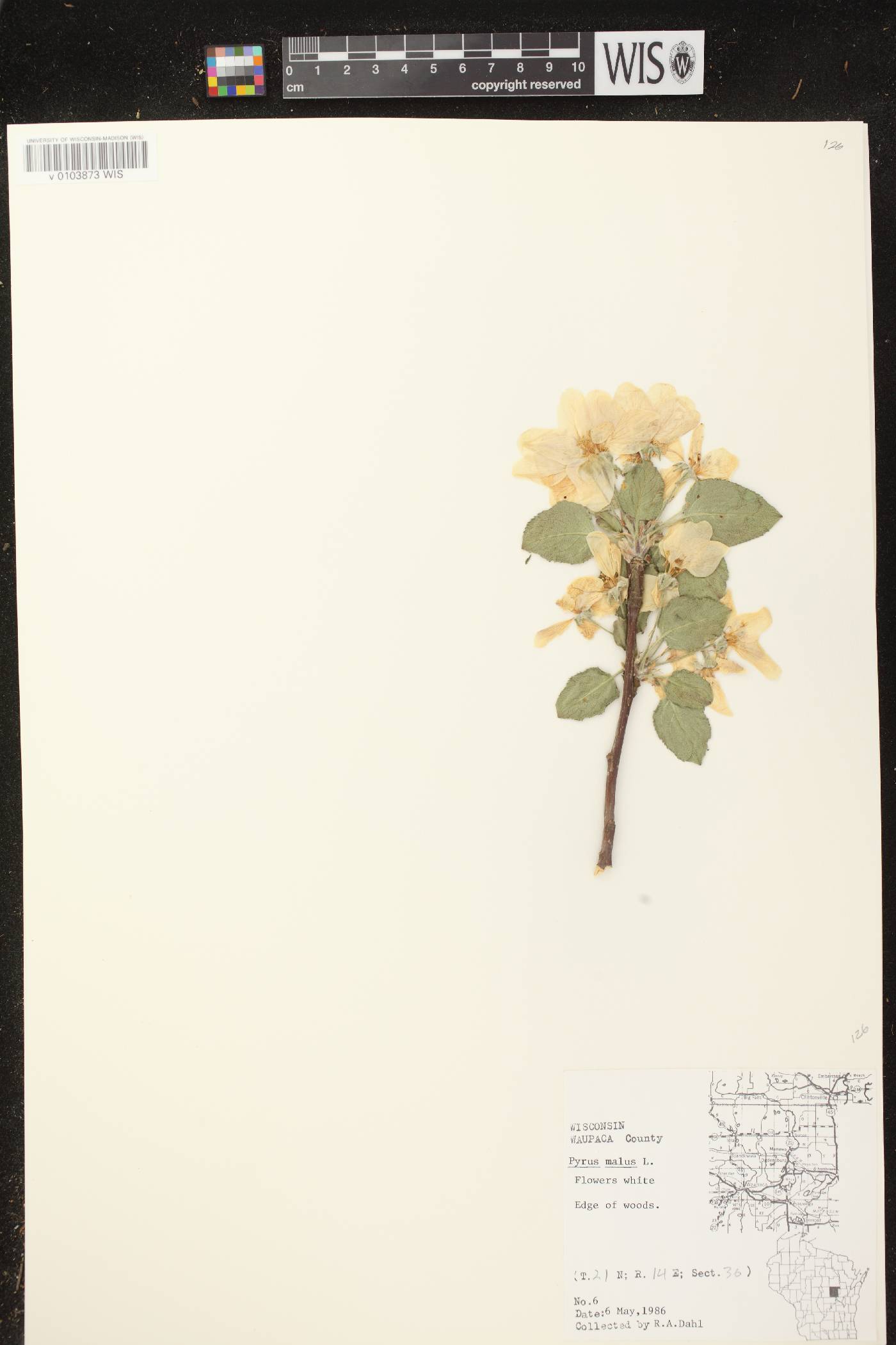 Malus pumila image