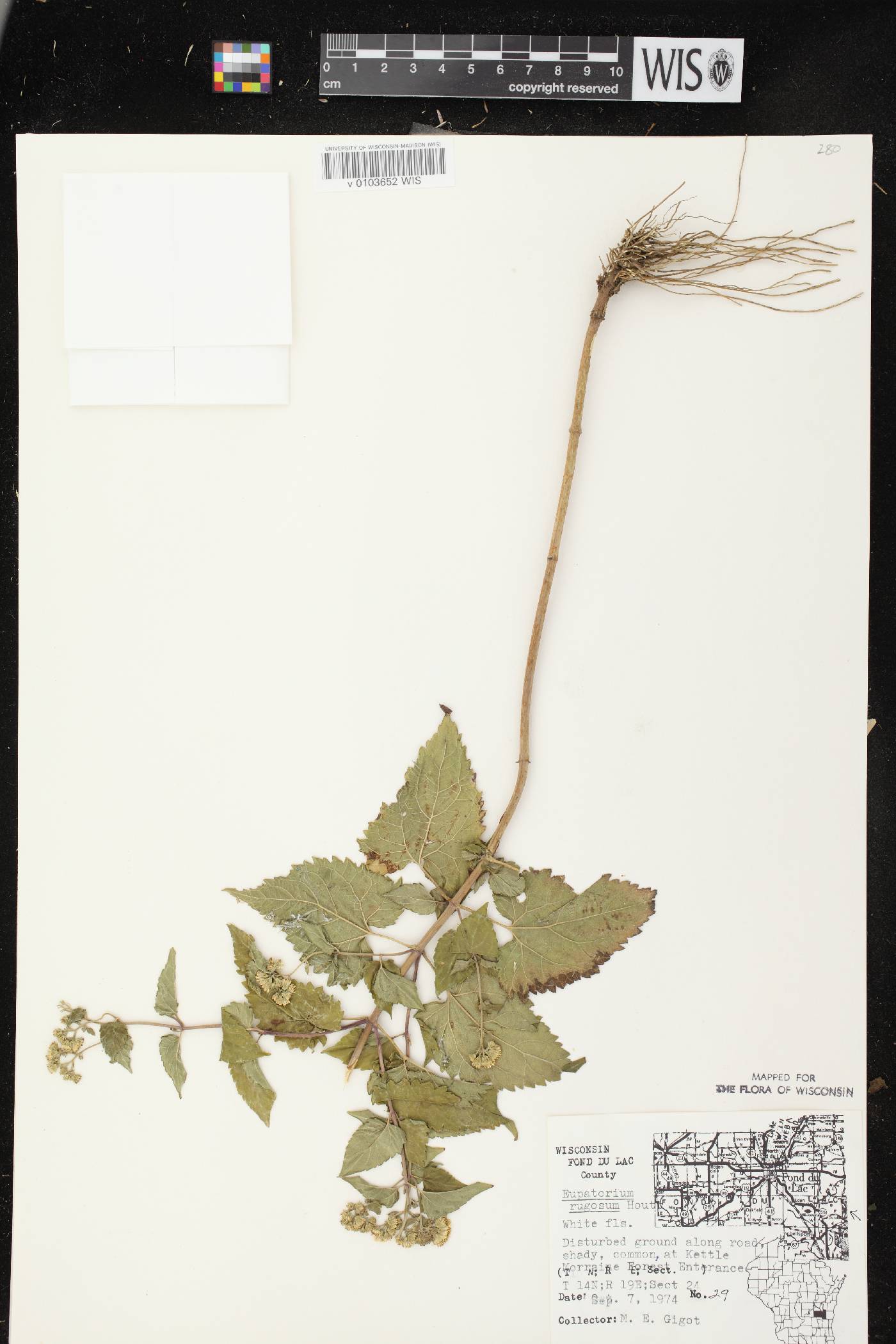 Ageratina altissima image