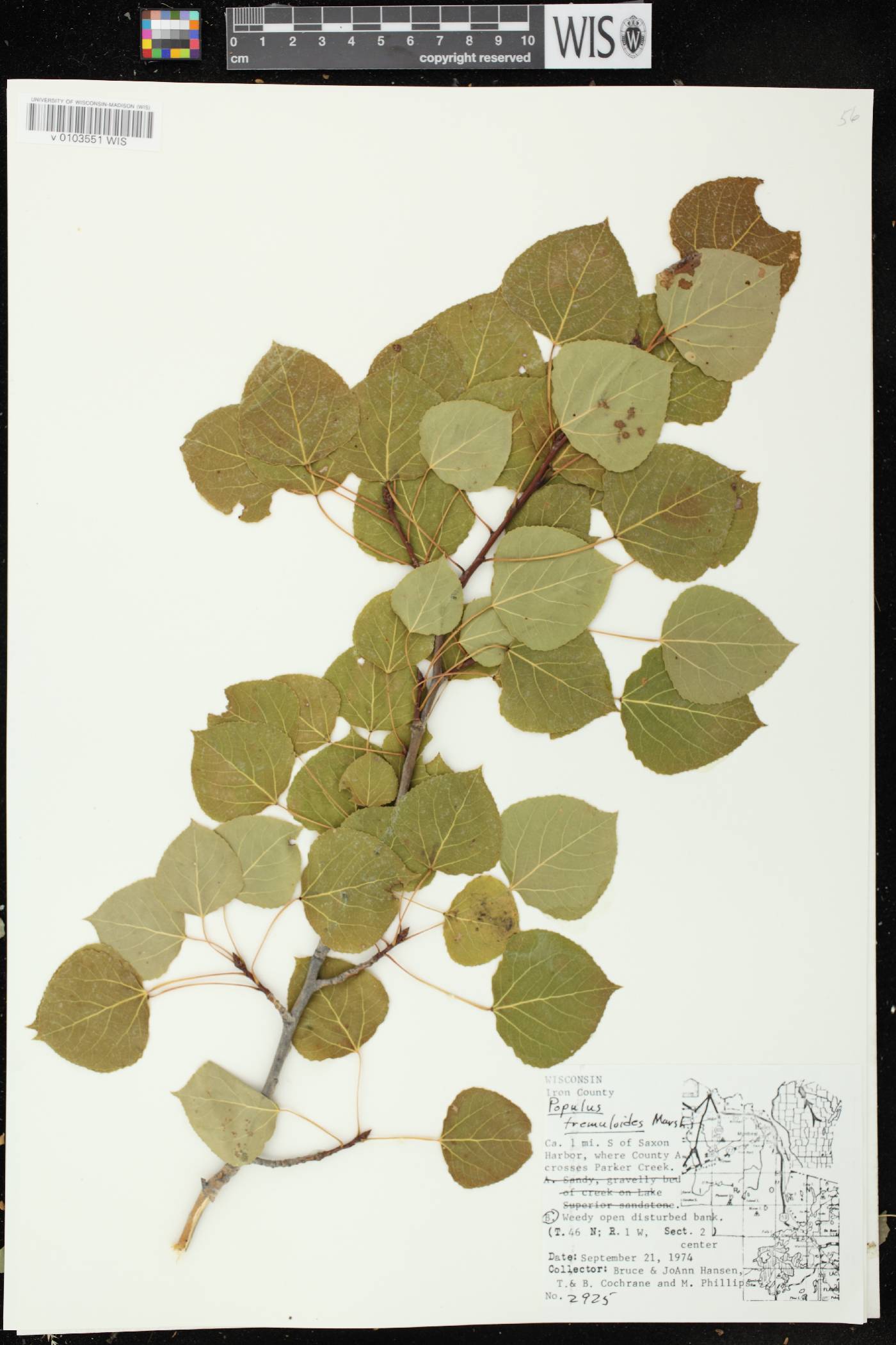 Populus tremuloides image