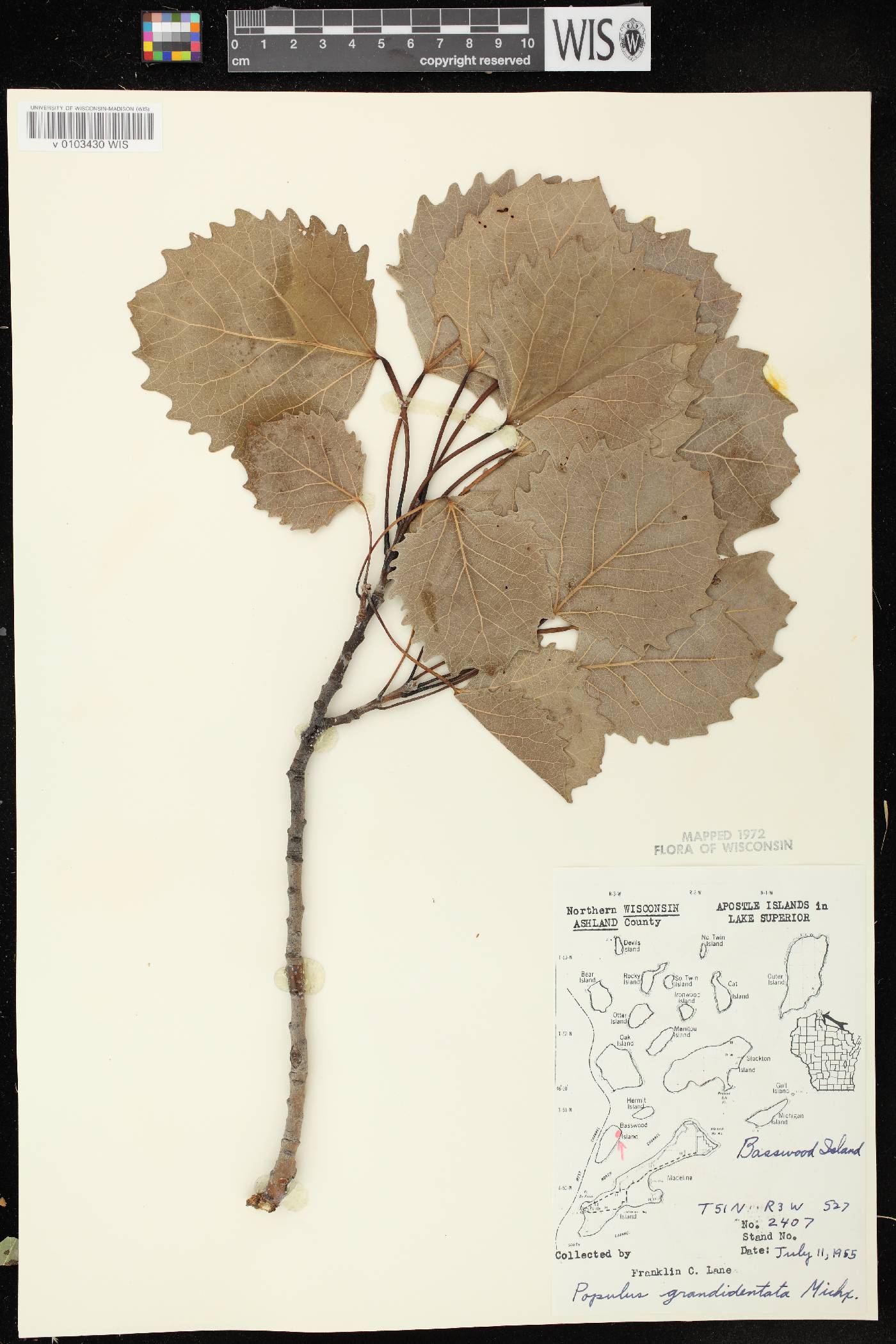 Populus grandidentata image