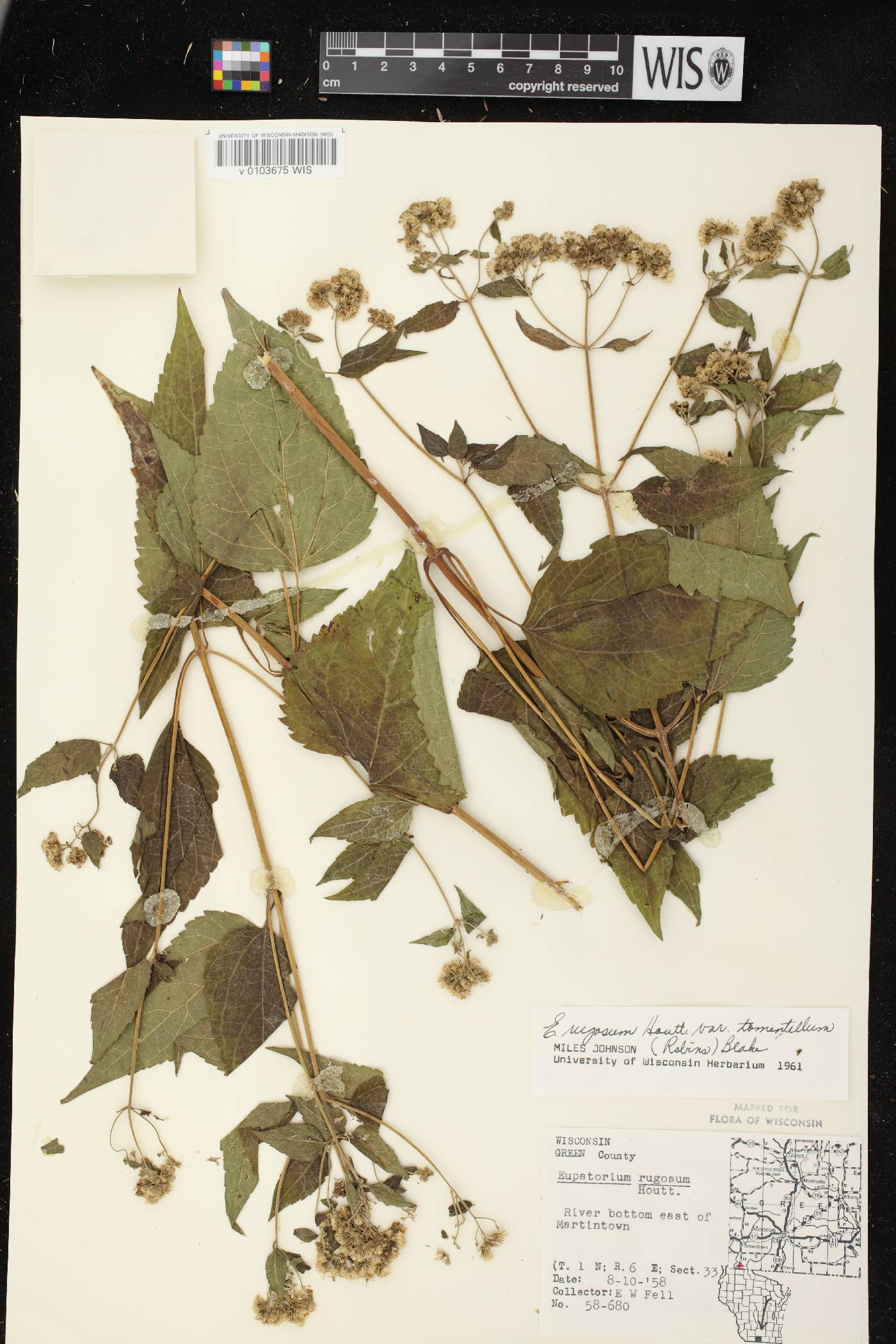 Ageratina altissima image