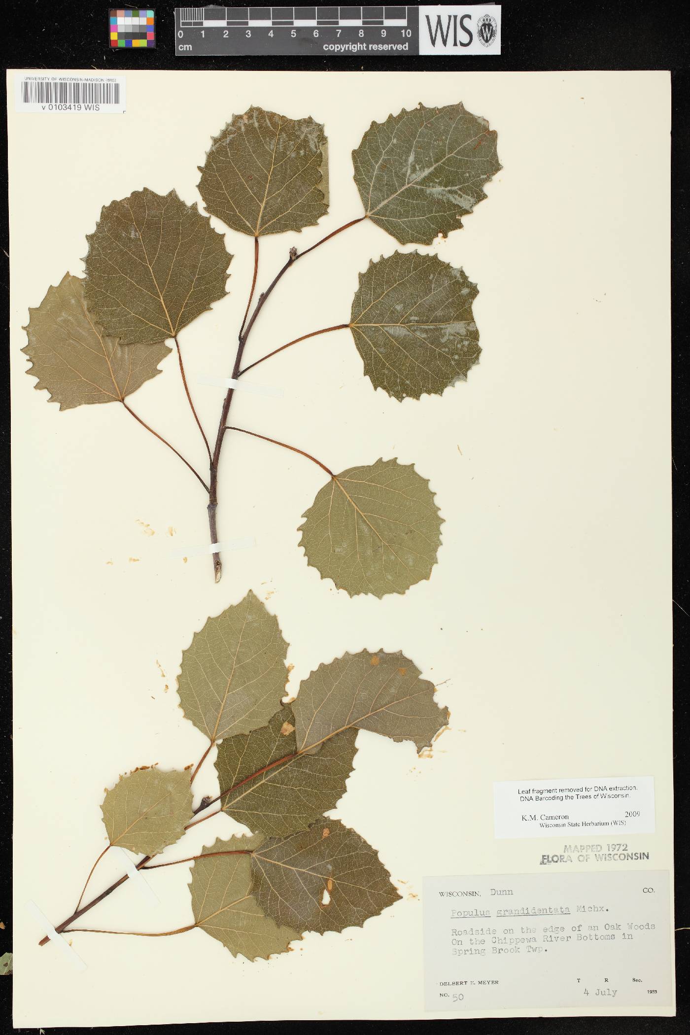 Populus grandidentata image
