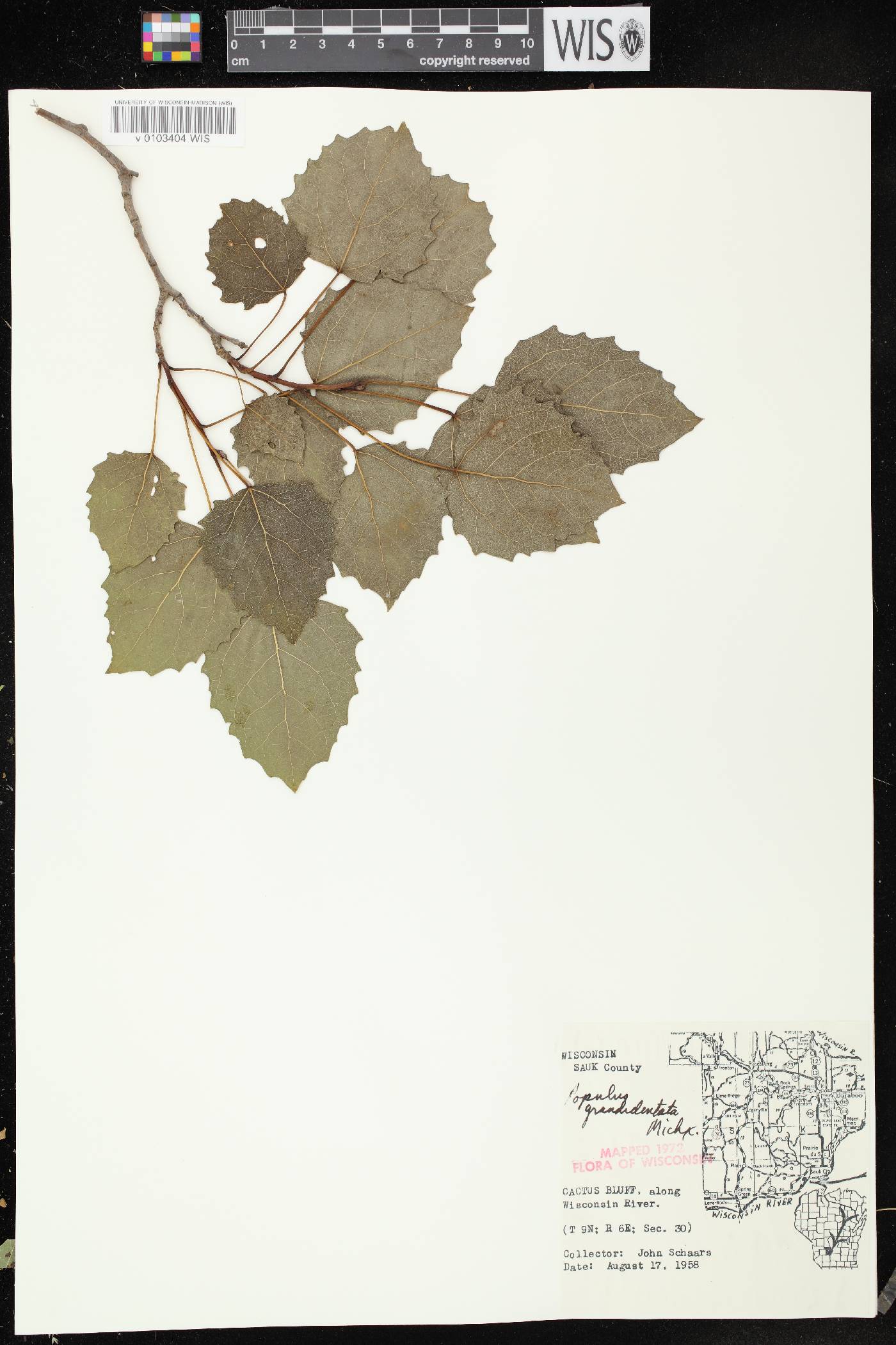 Populus grandidentata image