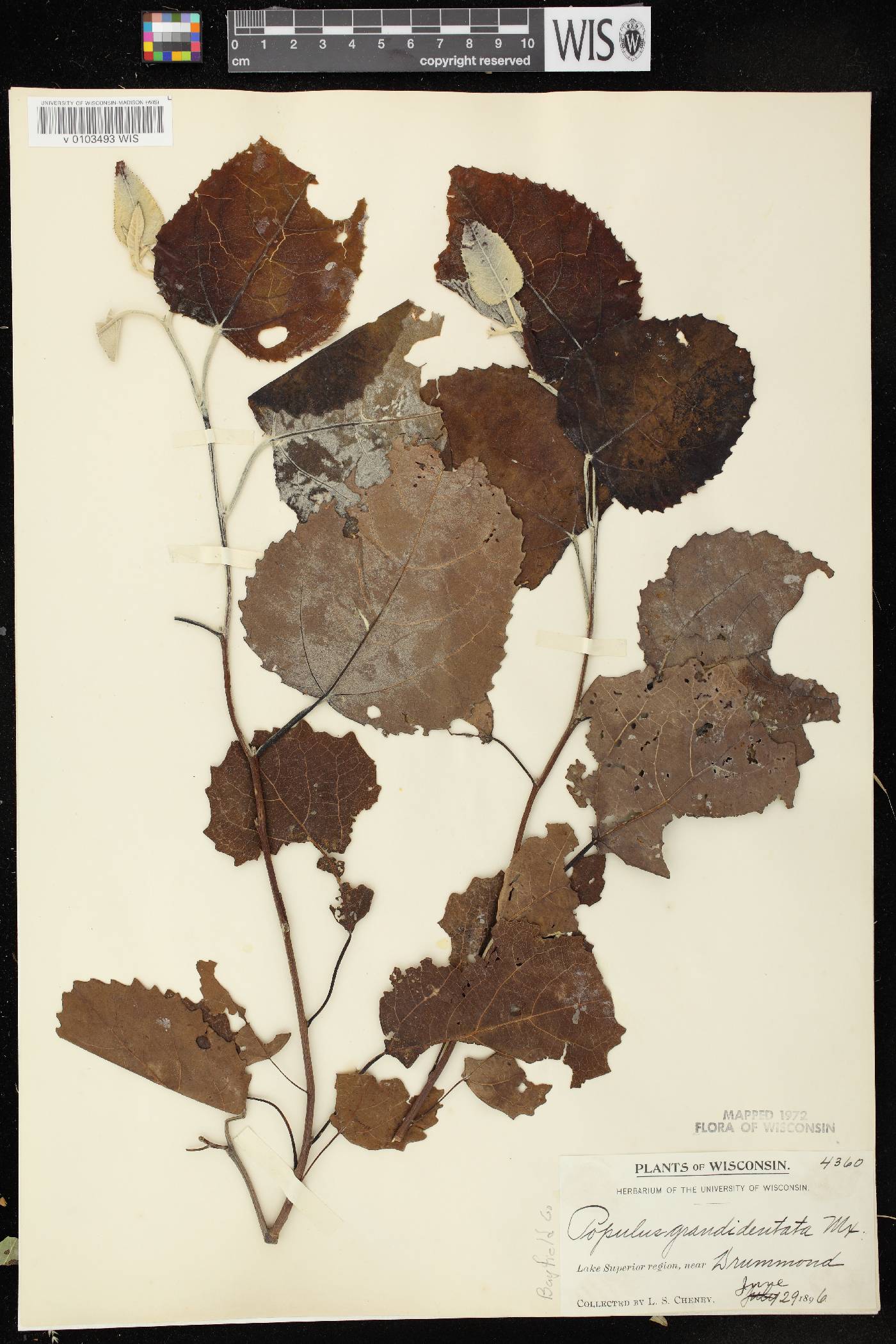 Populus grandidentata image