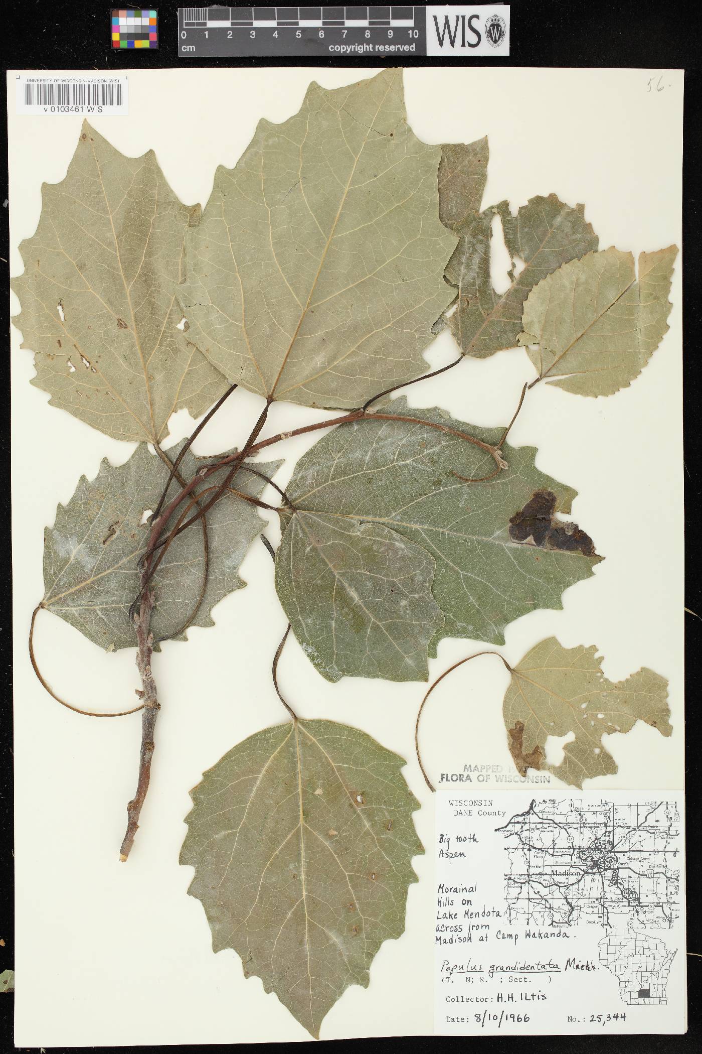 Populus grandidentata image