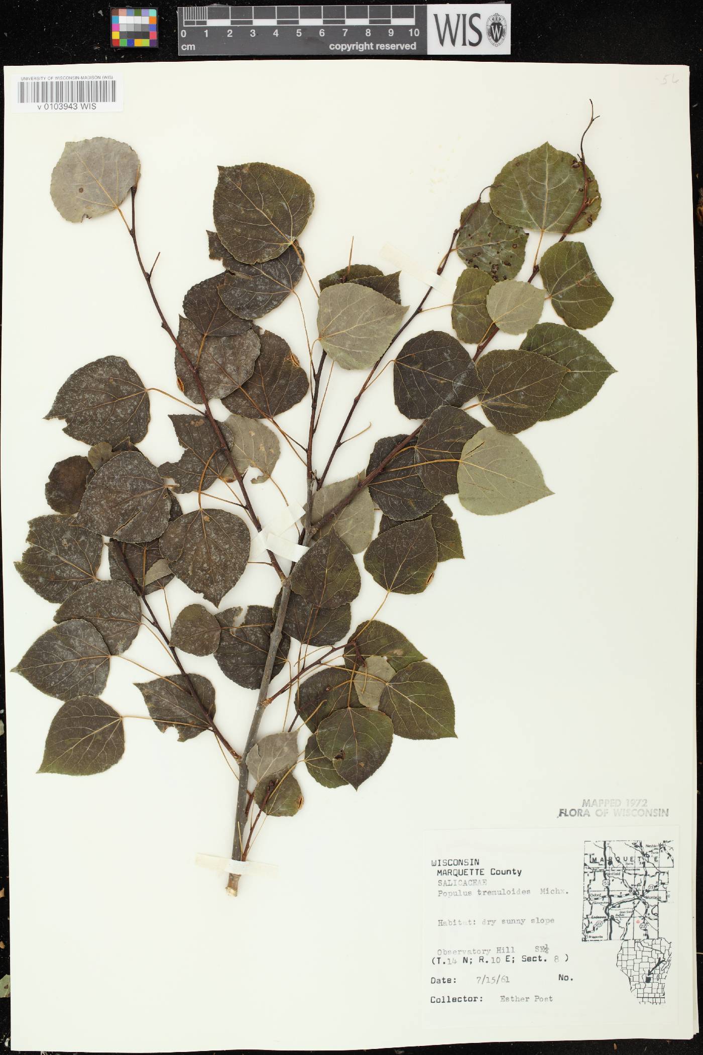 Populus tremuloides image