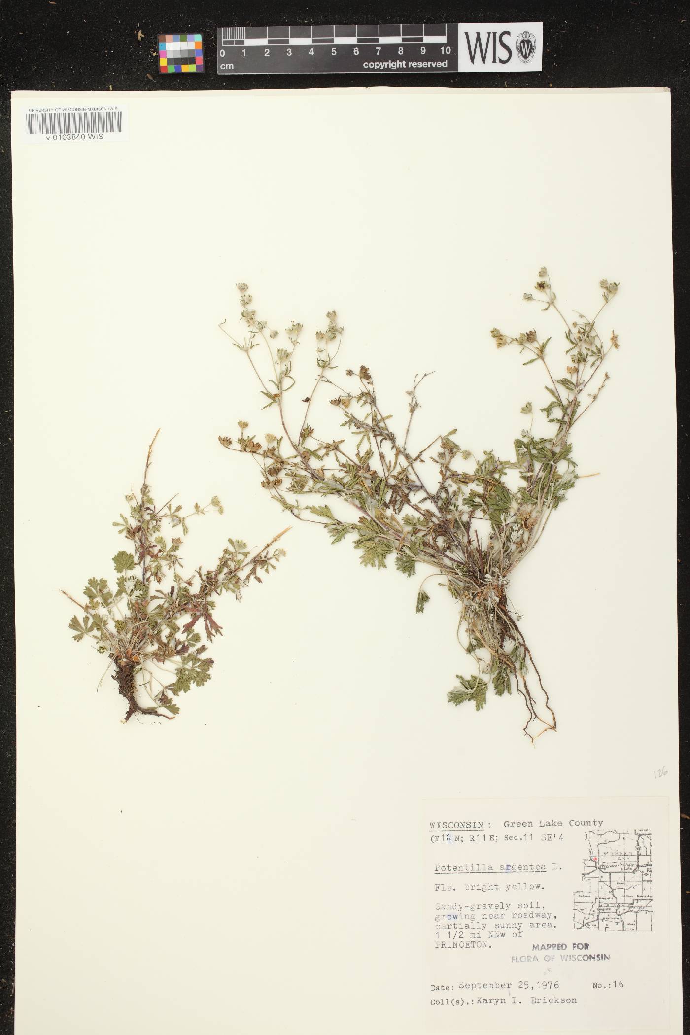 Potentilla argentea image
