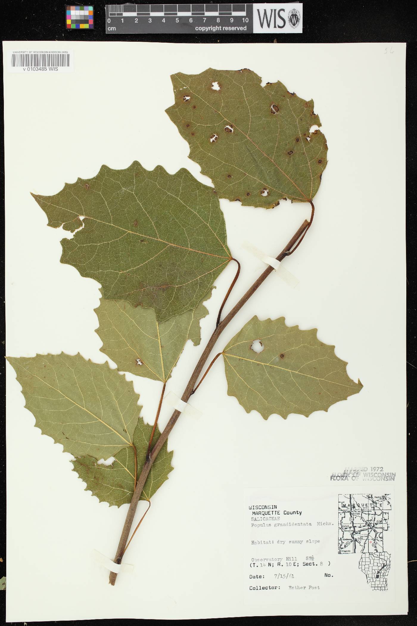 Populus grandidentata image