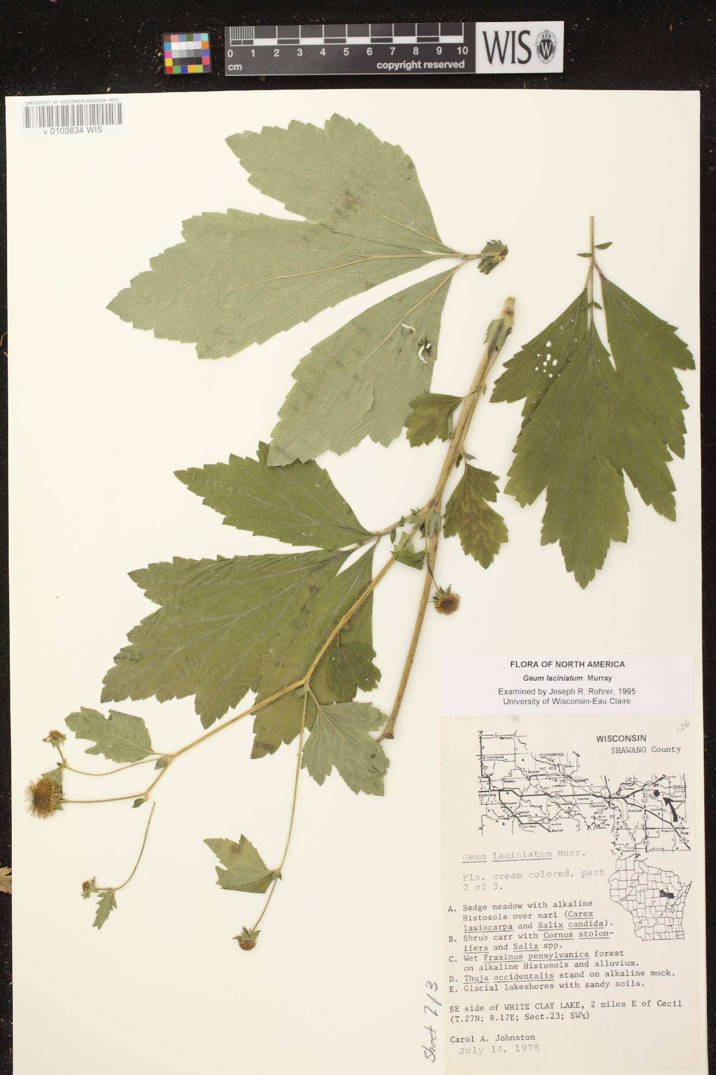 Geum laciniatum image