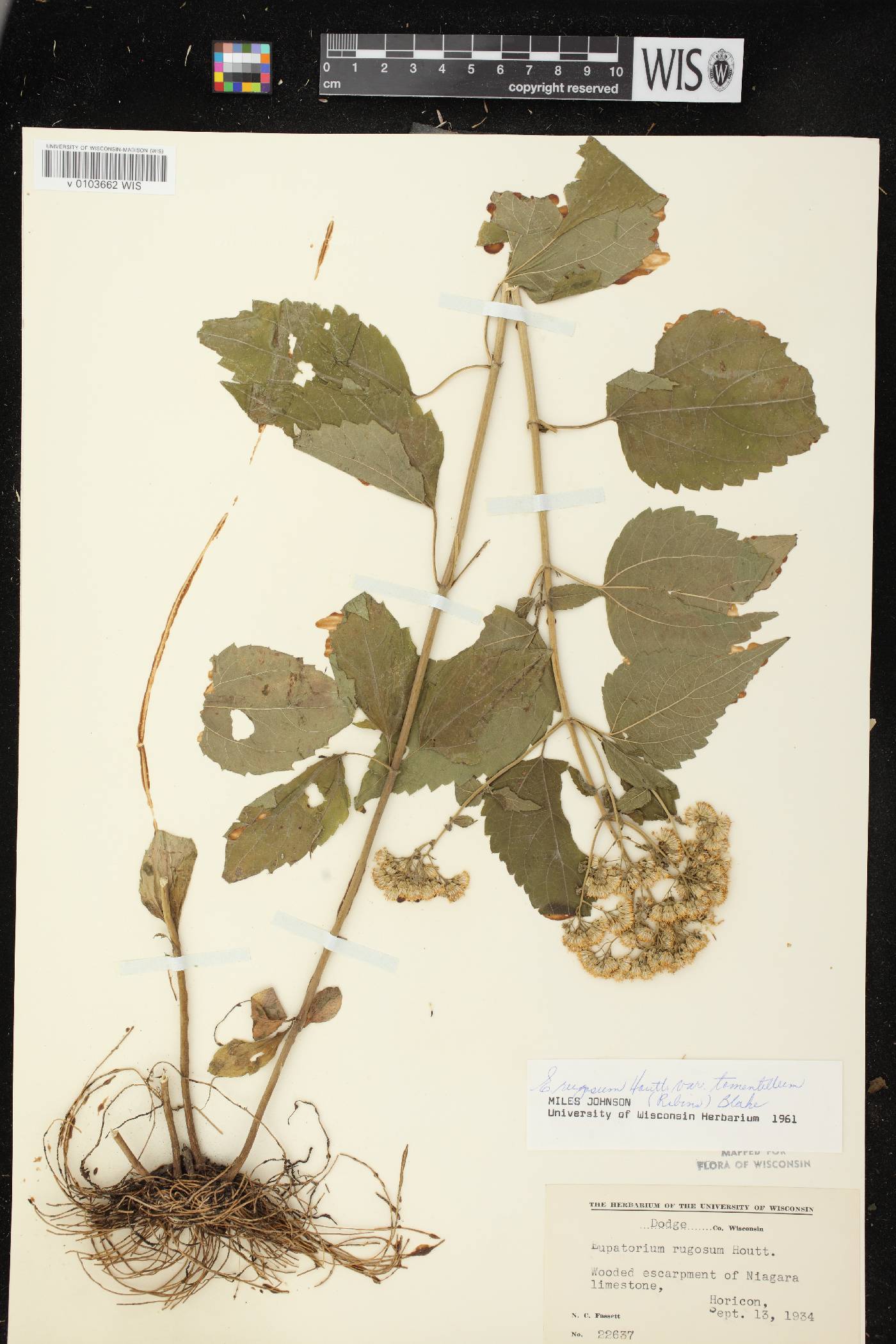 Ageratina altissima subsp. altissima image