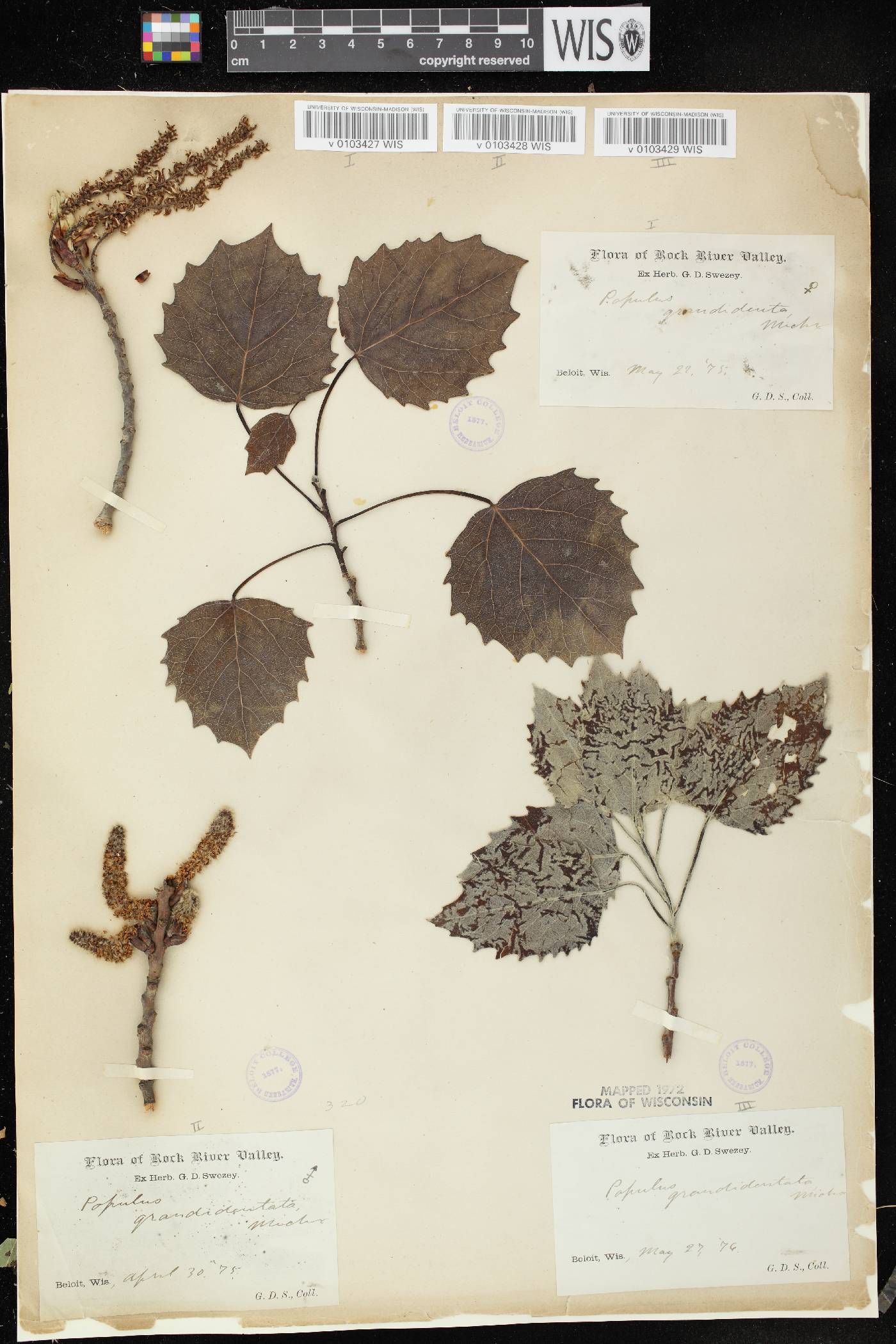 Populus grandidentata image
