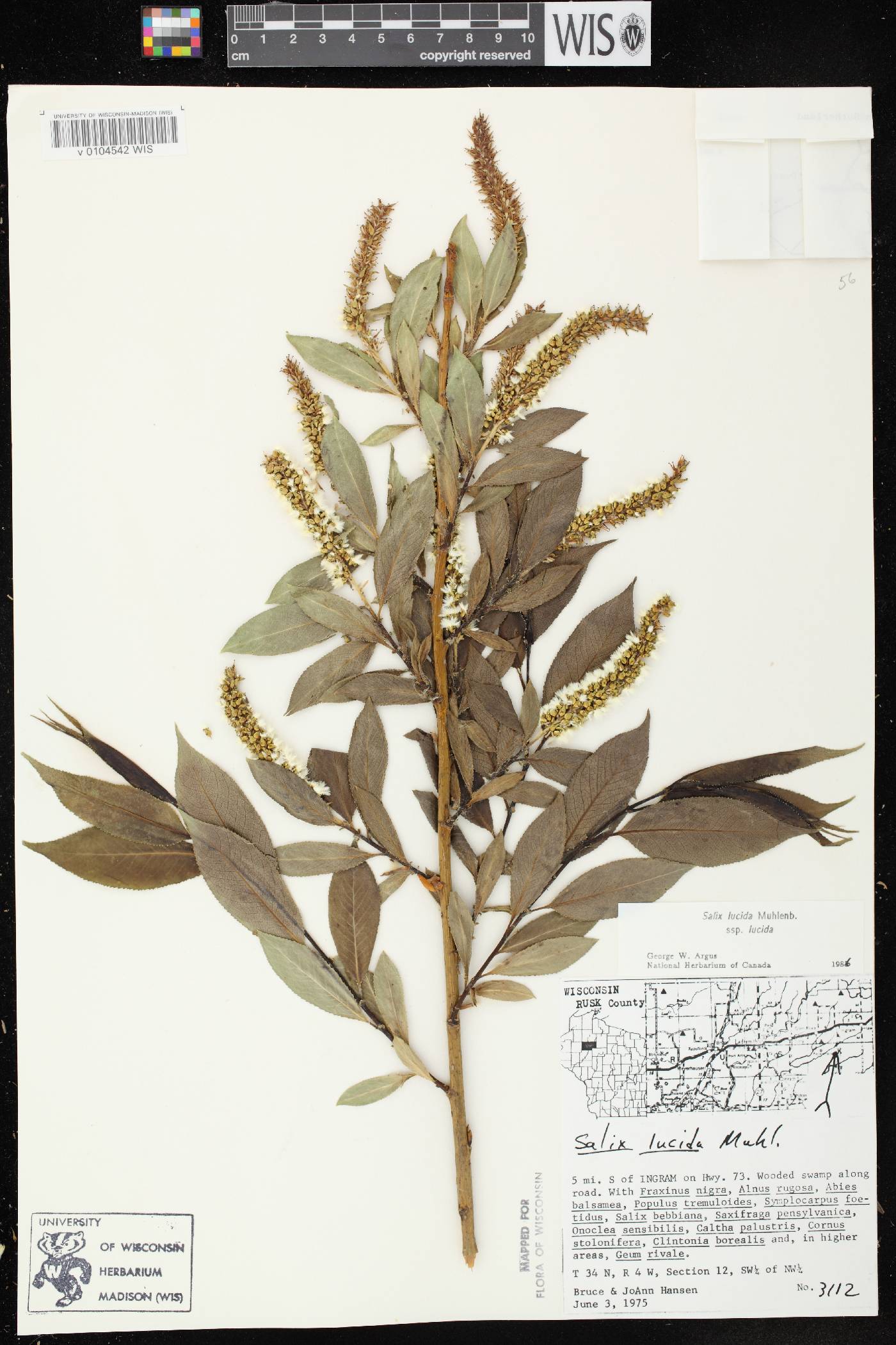 Salix lucida image