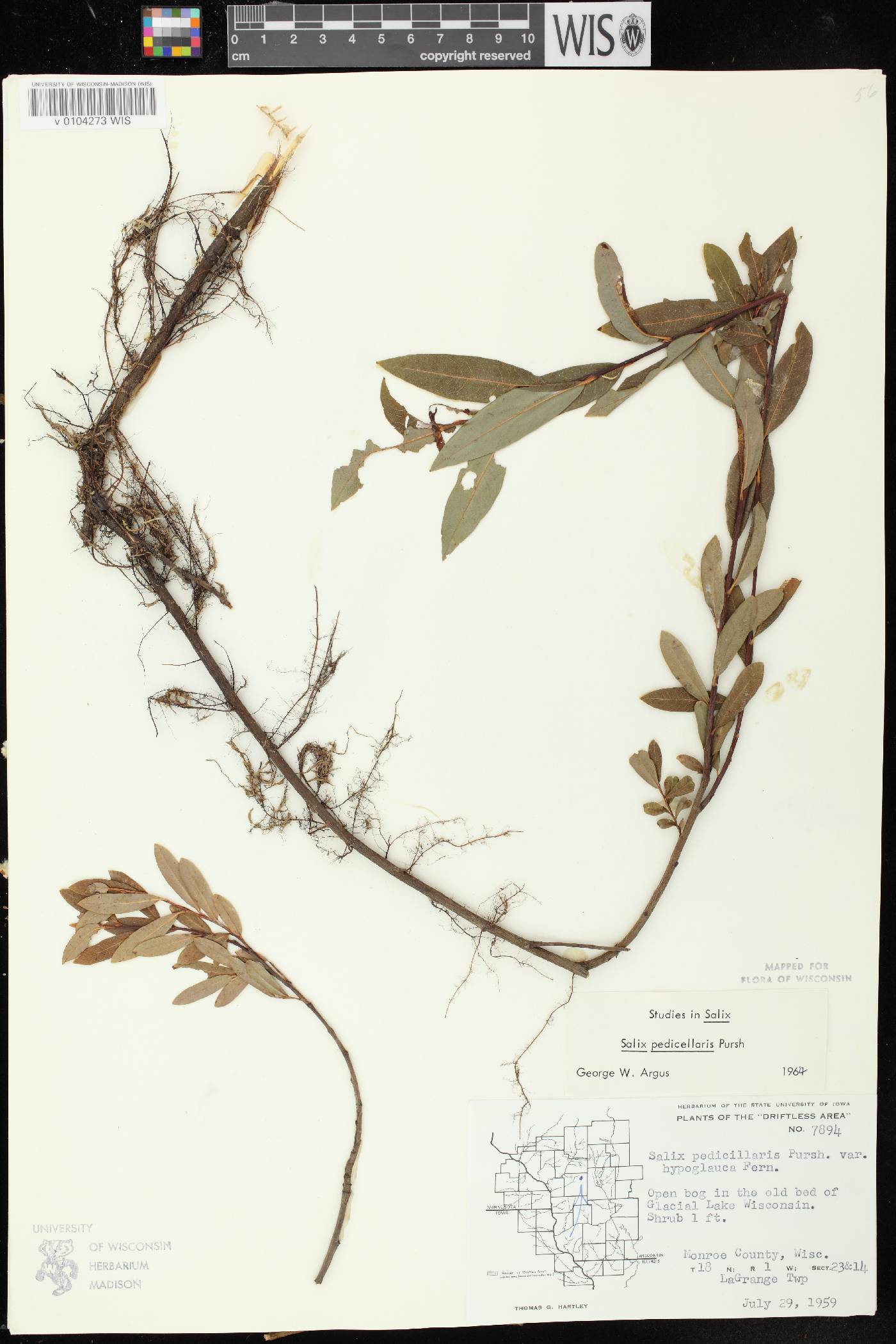 Salix pedicellaris image