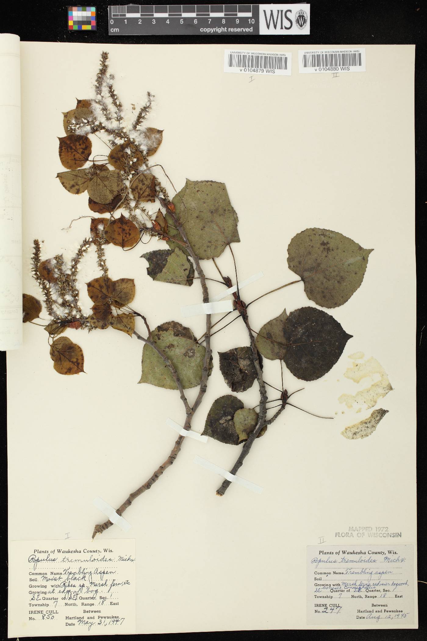 Populus tremuloides image