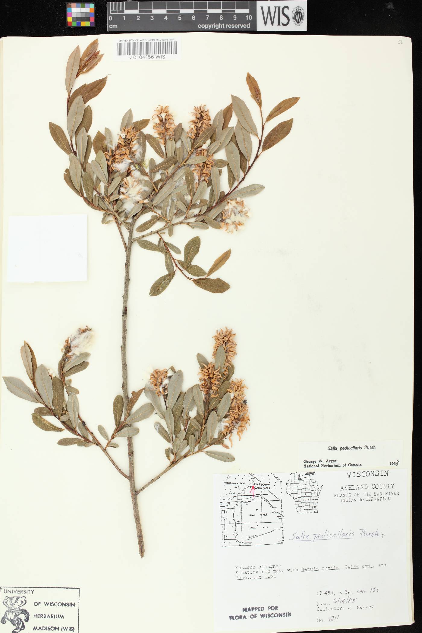 Salix pedicellaris image