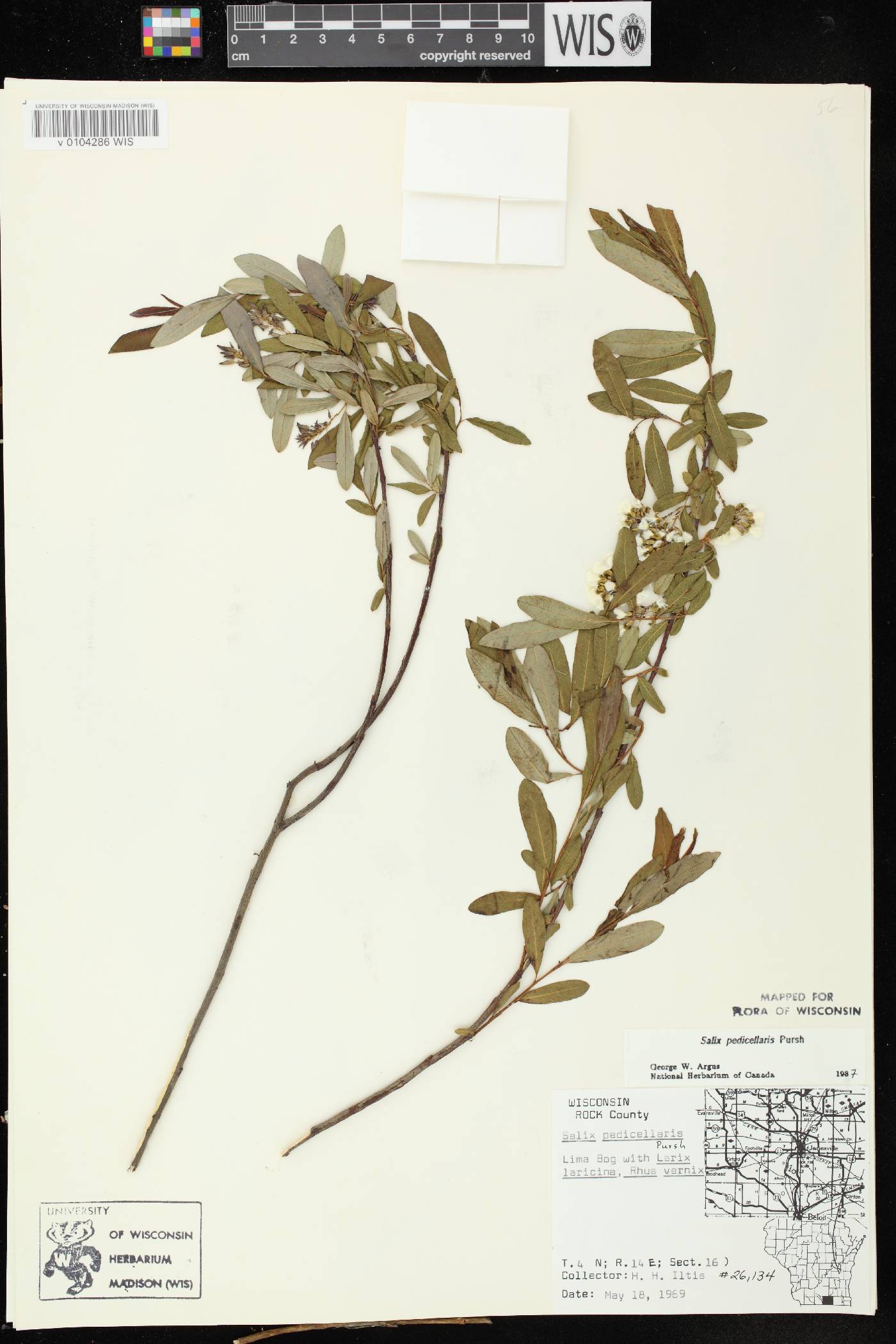 Salix pedicellaris image