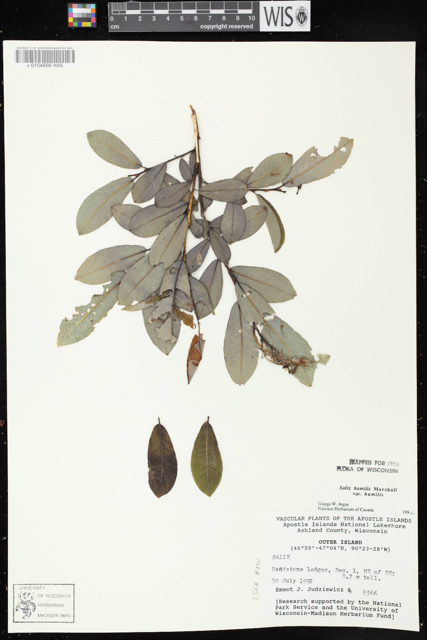 Salix humilis var. humilis image
