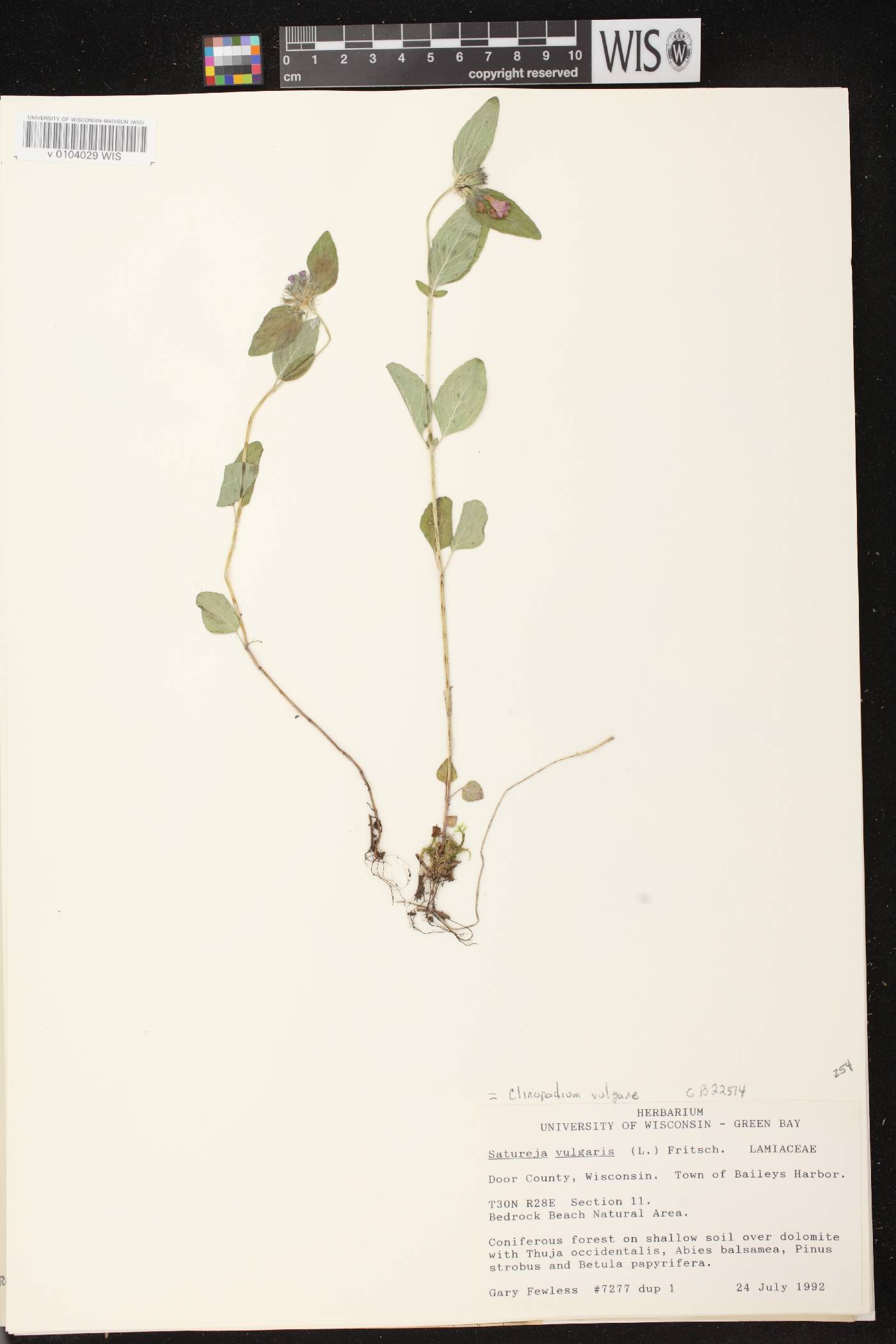 Clinopodium vulgare image