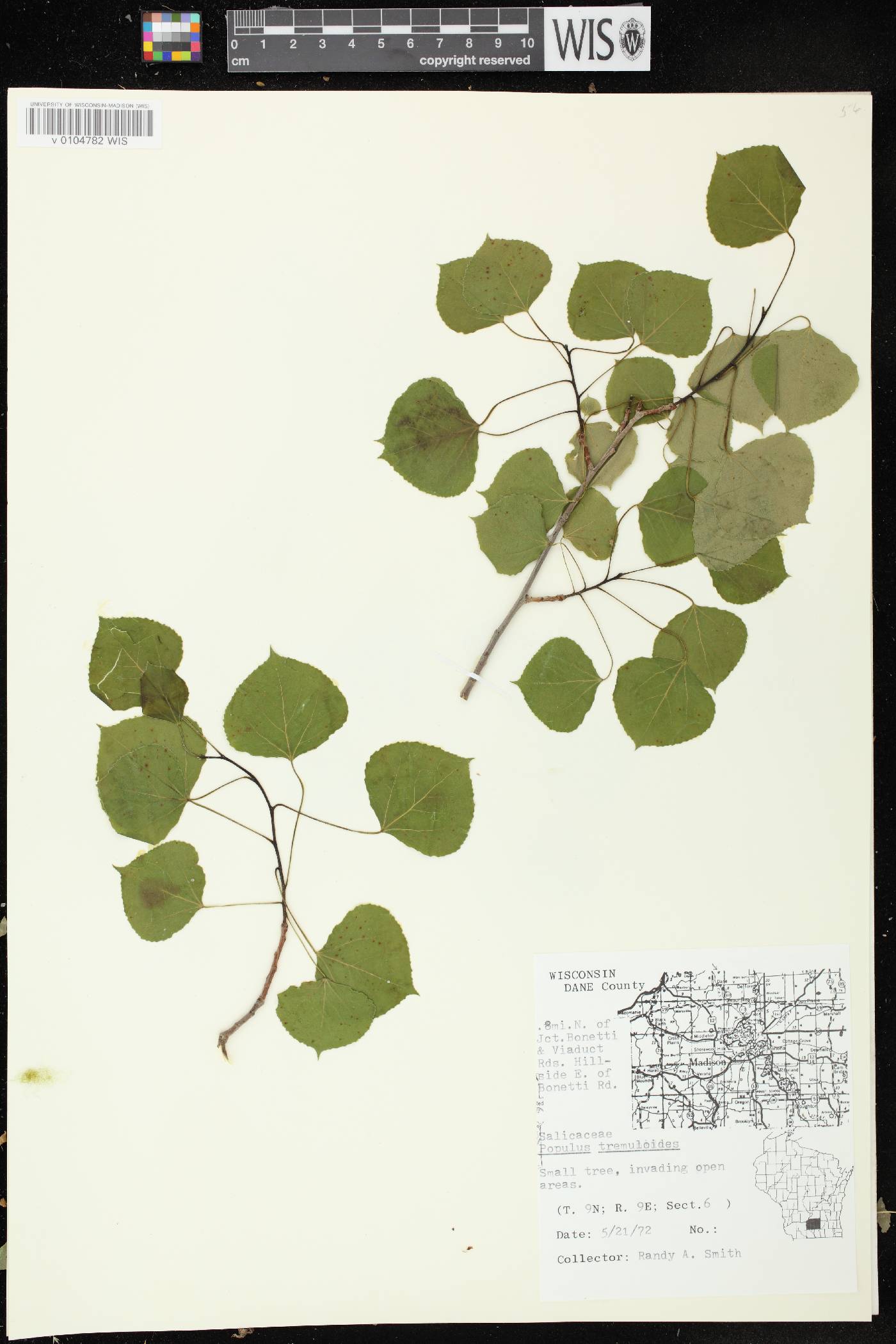 Populus tremuloides image