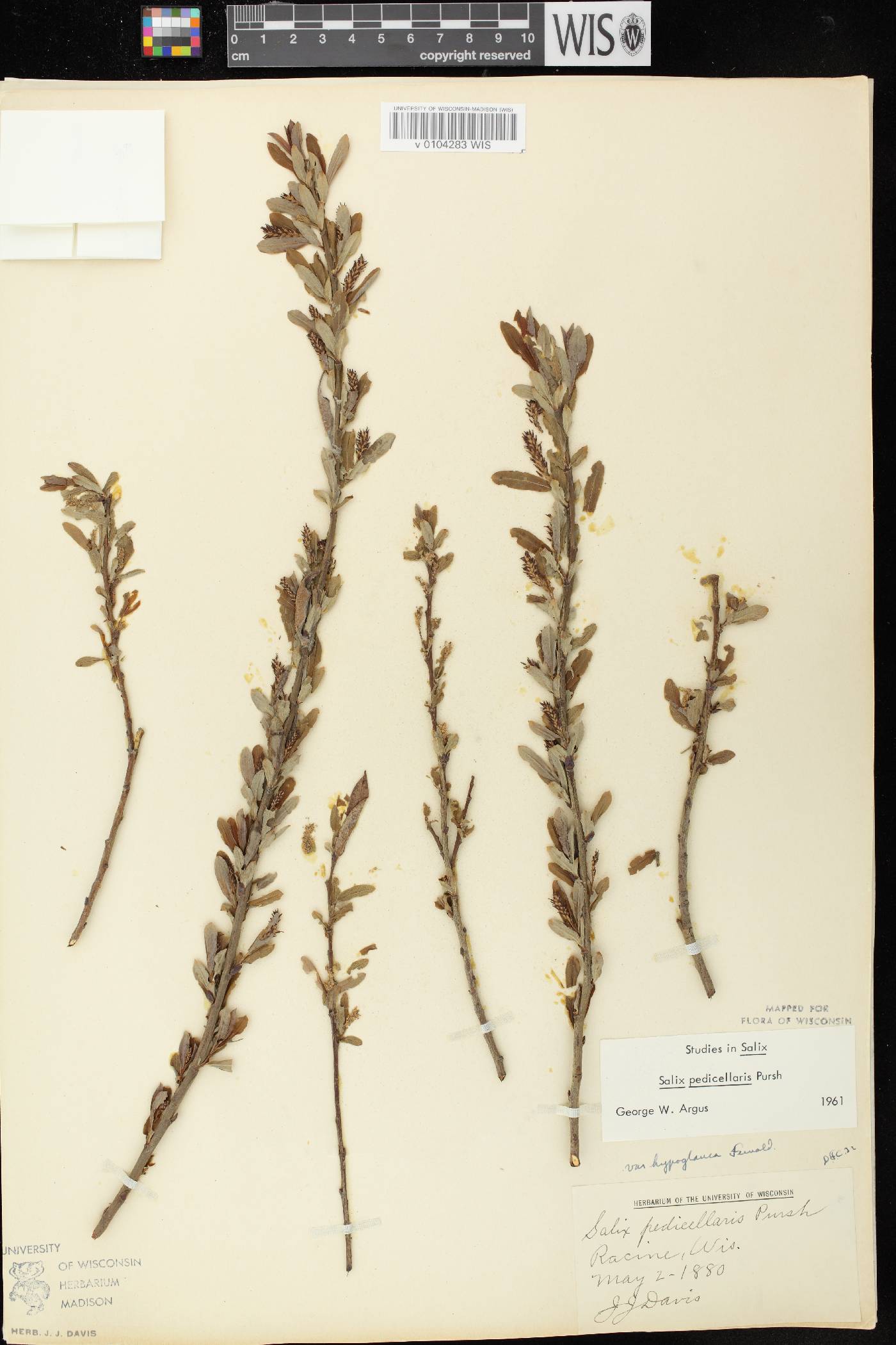 Salix pedicellaris image