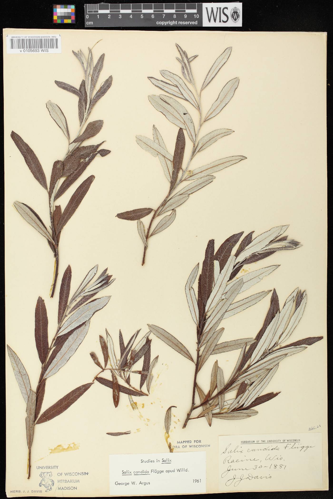 Salix candida image