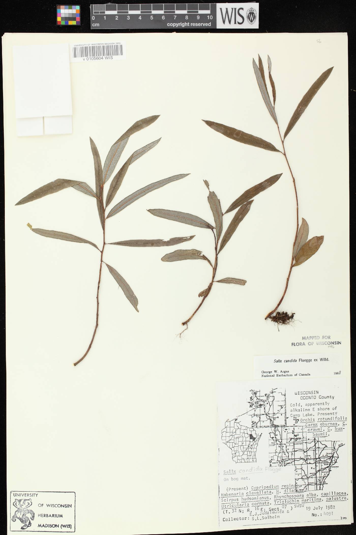Salix candida image