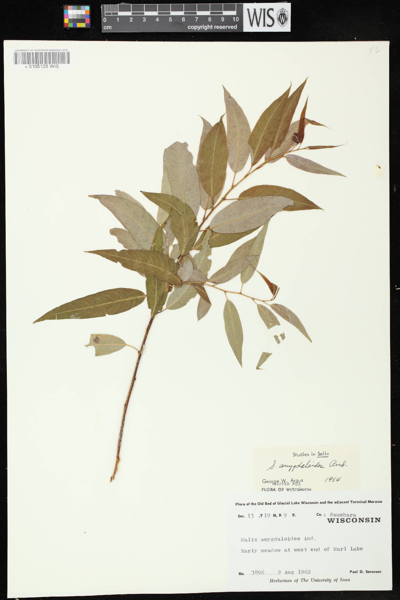 Salix amygdaloides image