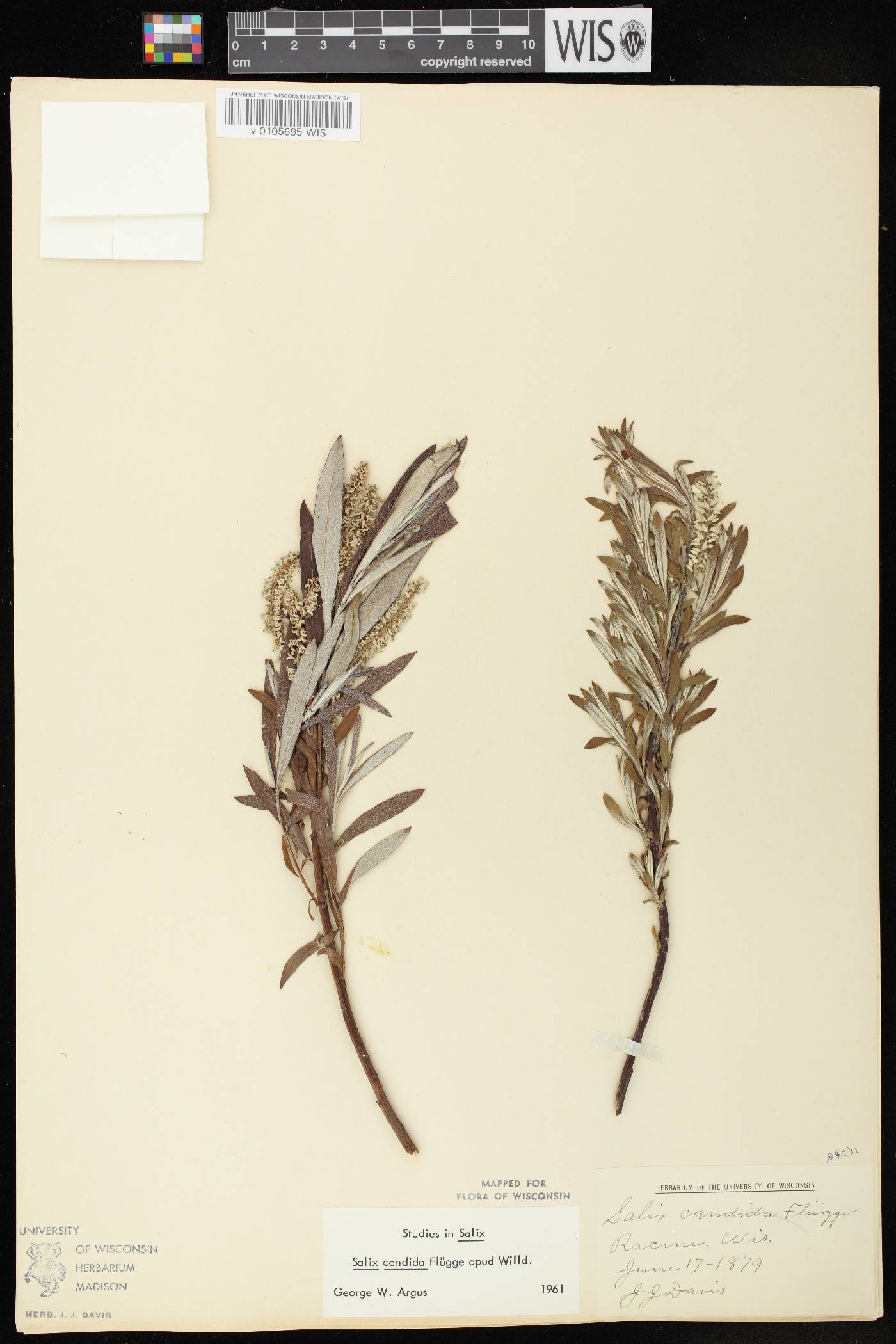 Salix candida image