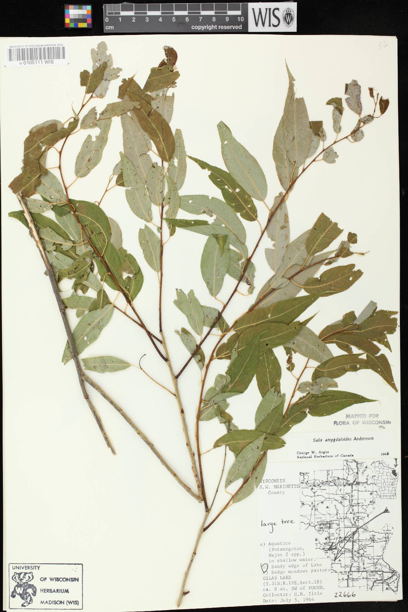 Salix amygdaloides image
