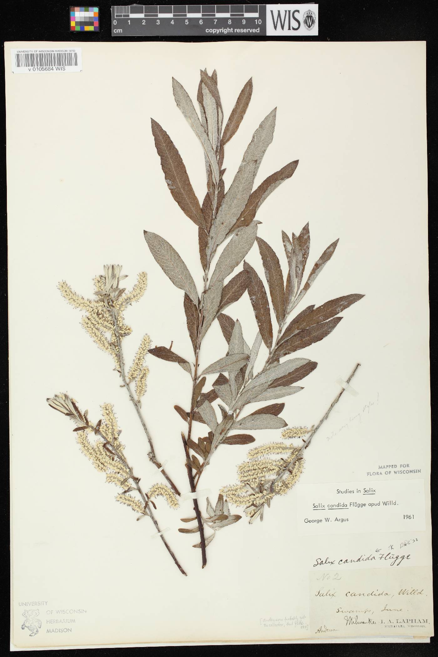 Salix candida image