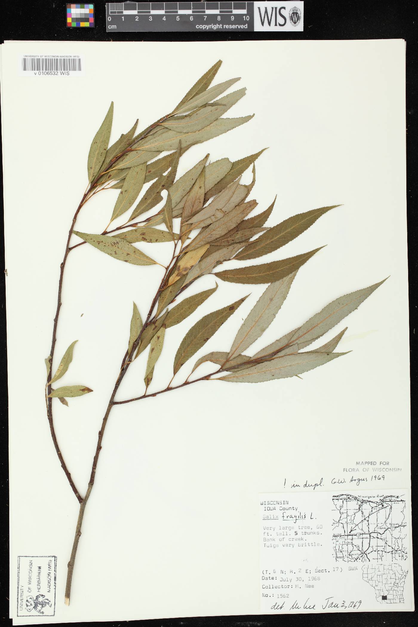 Salix x fragilis image