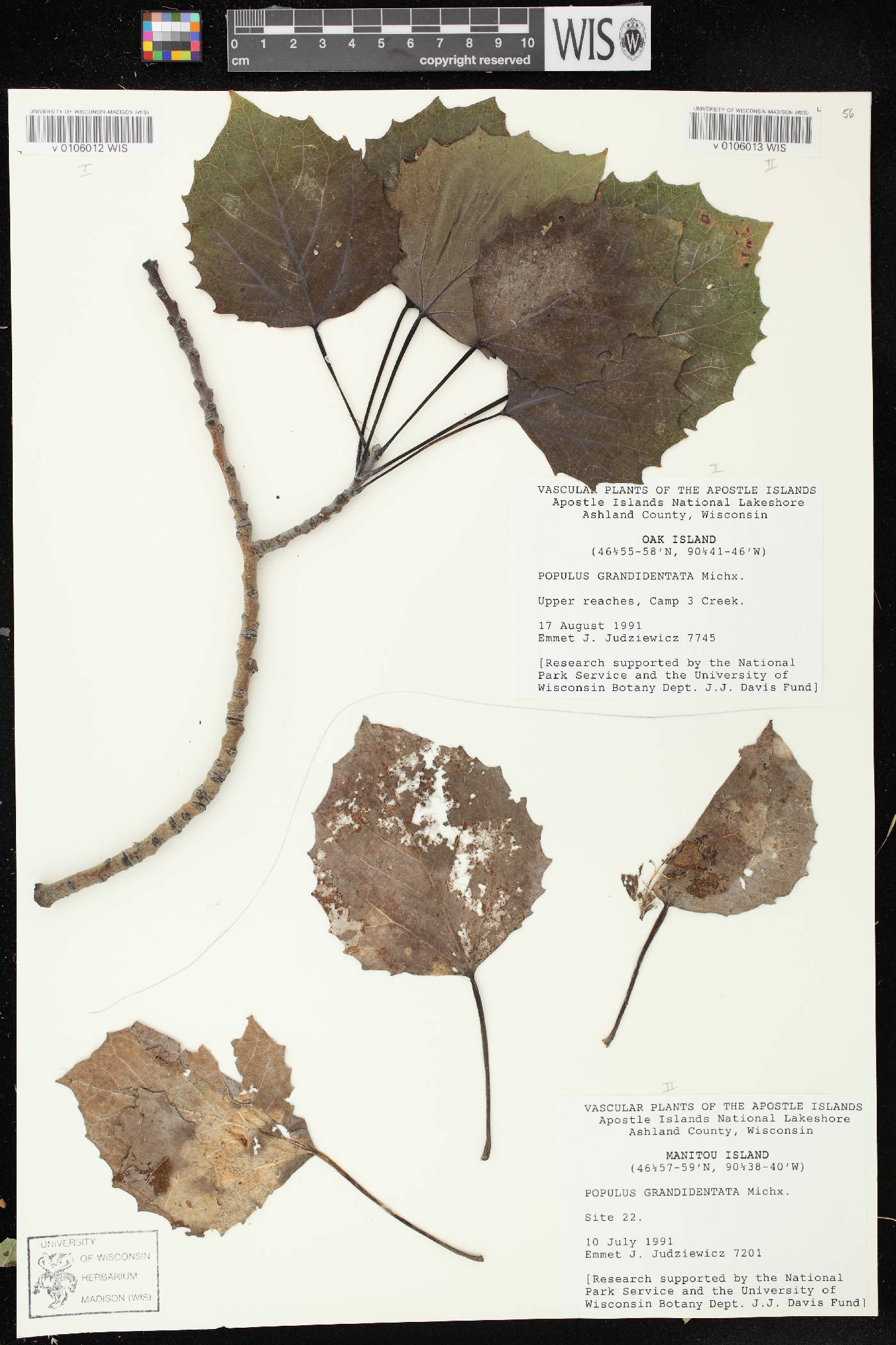 Populus grandidentata image