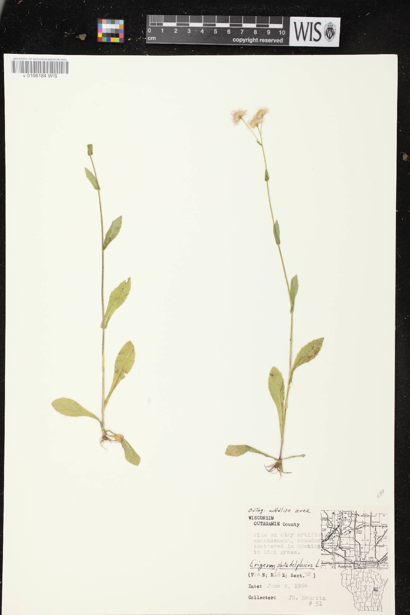 Erigeron philadelphicus var. philadelphicus image