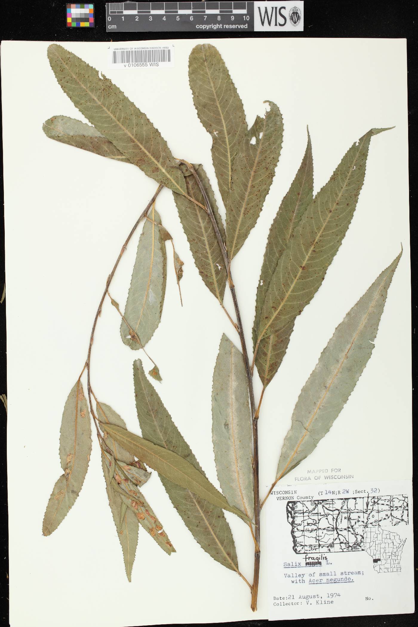Salix x fragilis image