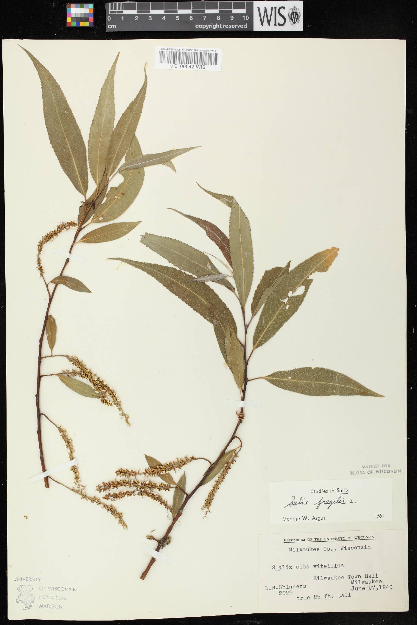 Salix x fragilis image
