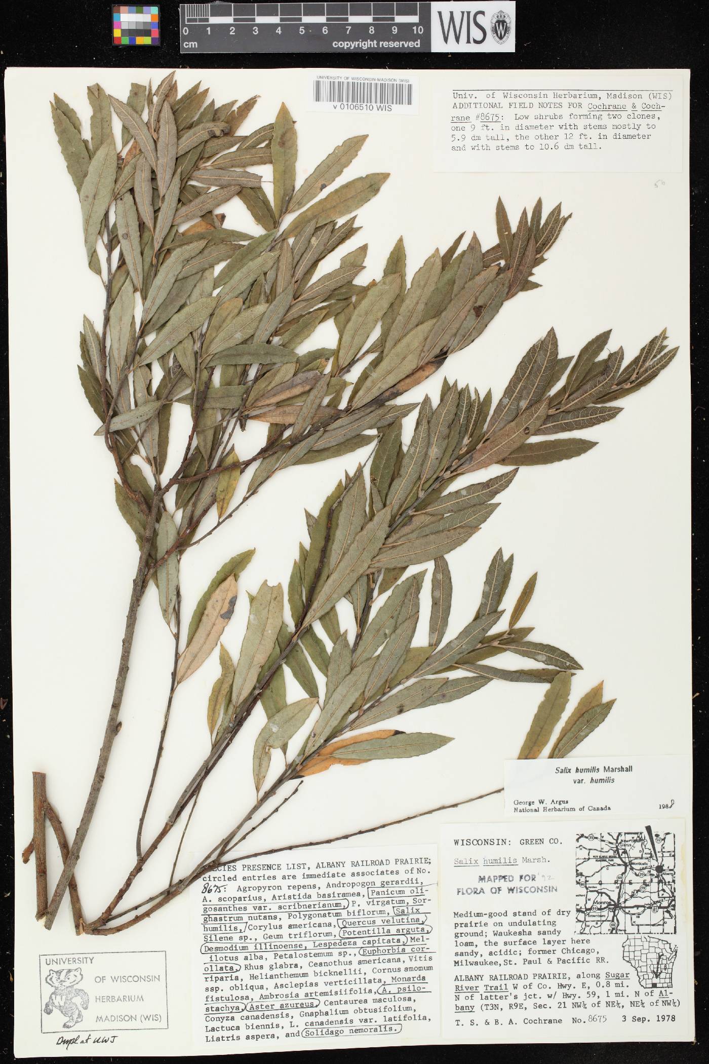 Salix humilis var. humilis image