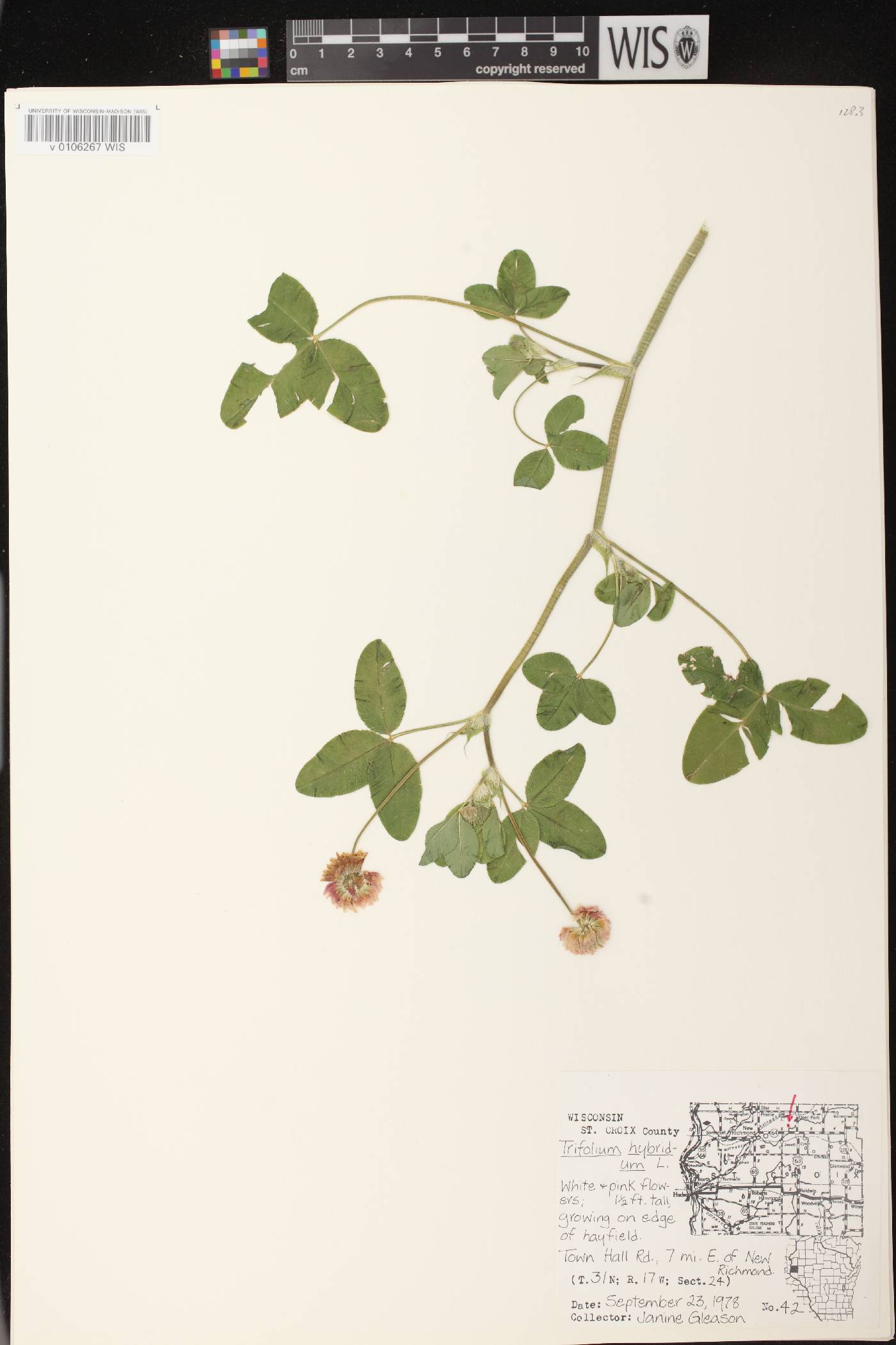 Trifolium hybridum image