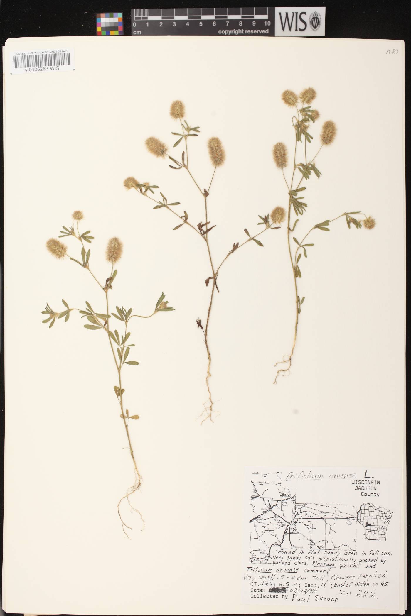 Trifolium arvense image