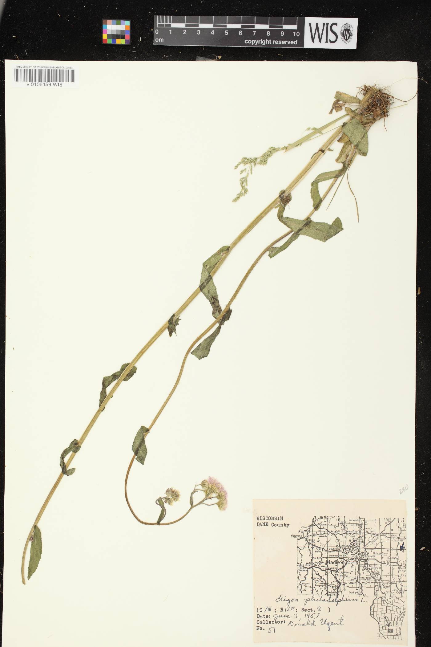Erigeron philadelphicus image